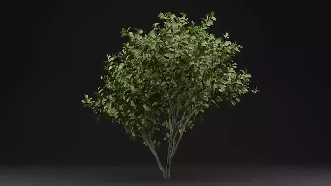 Bush European Spindle