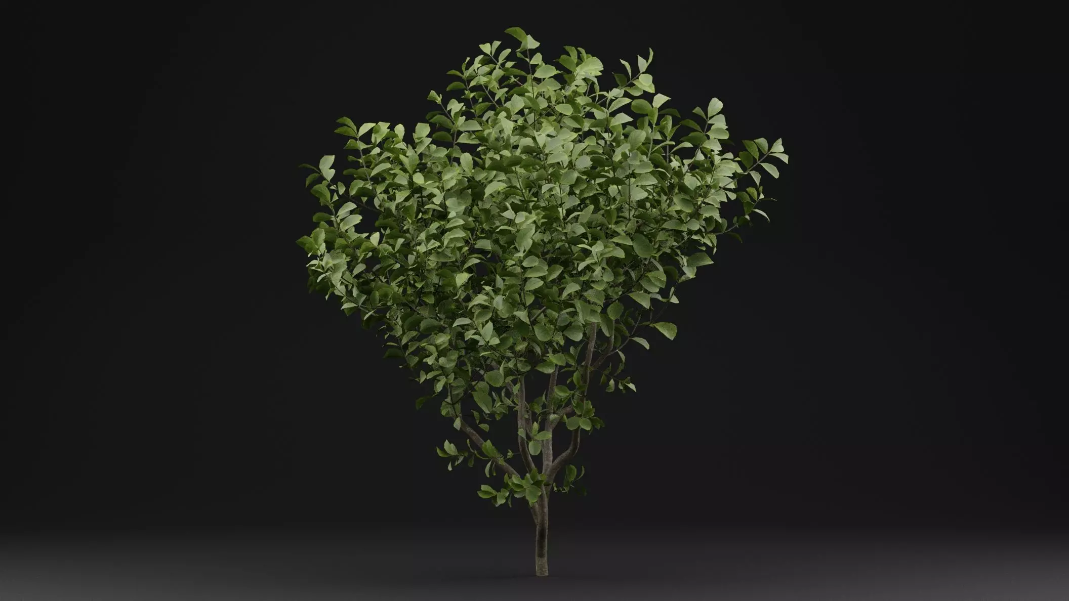 European Spindle Bush 3D model_0