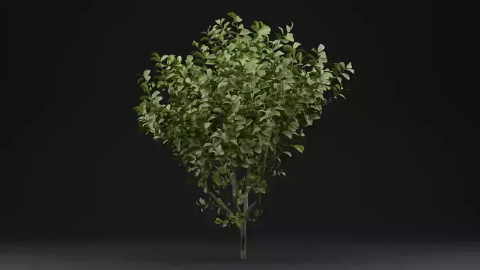 European Spindle Bush