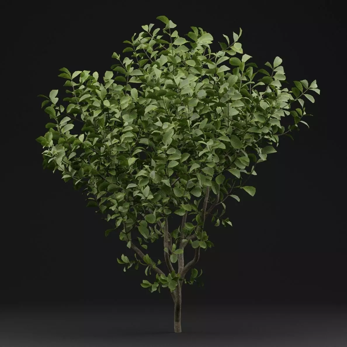 European Spindle Bush 3D model_5