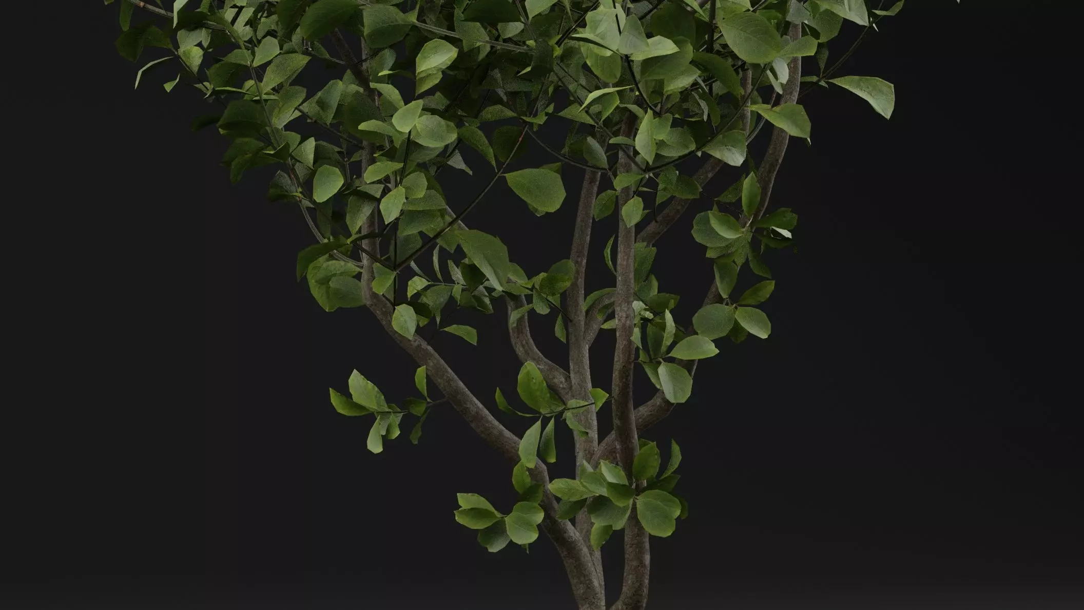 European Spindle Bush 3D model_2