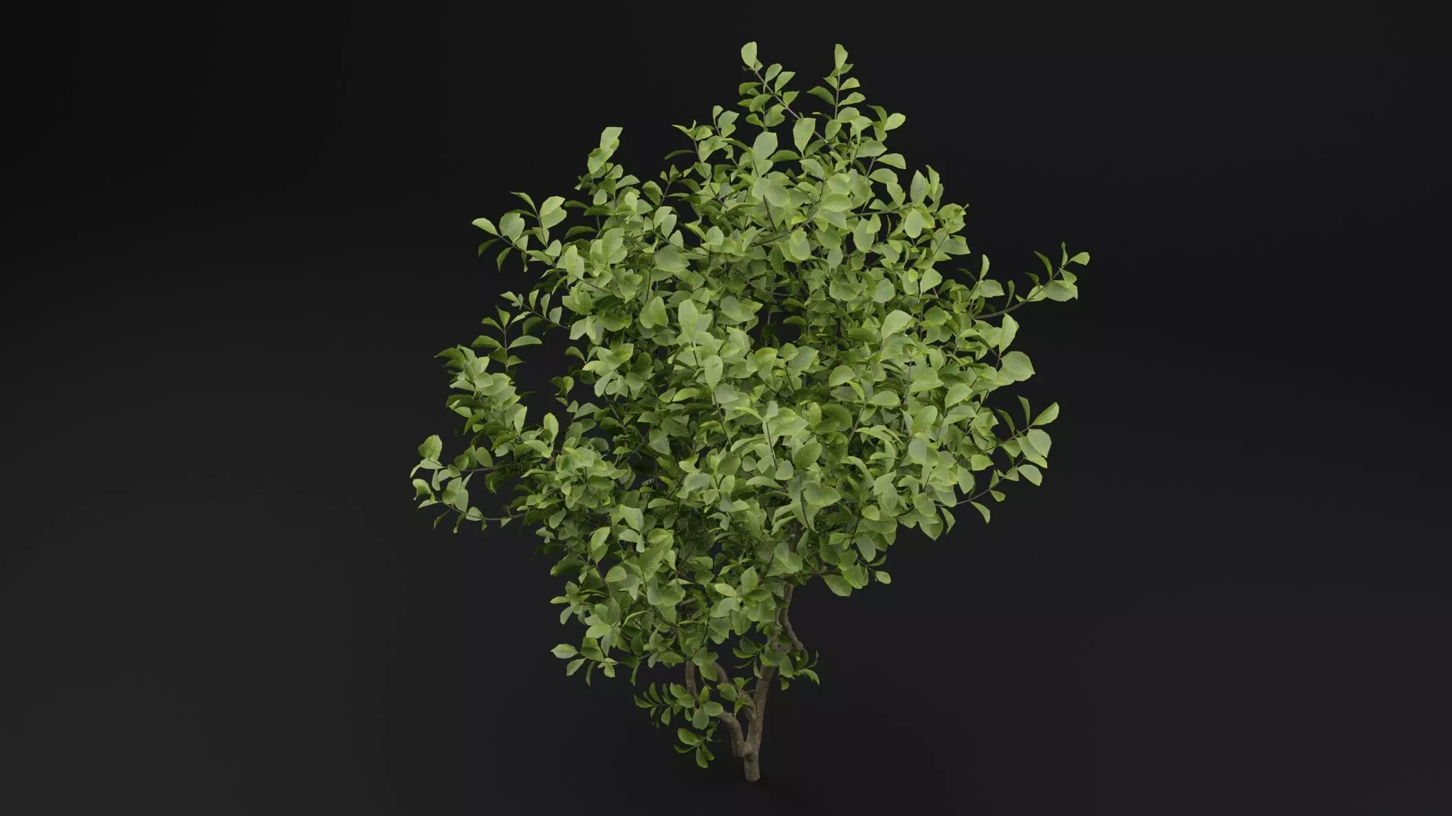 European Spindle Bush 3D model_4