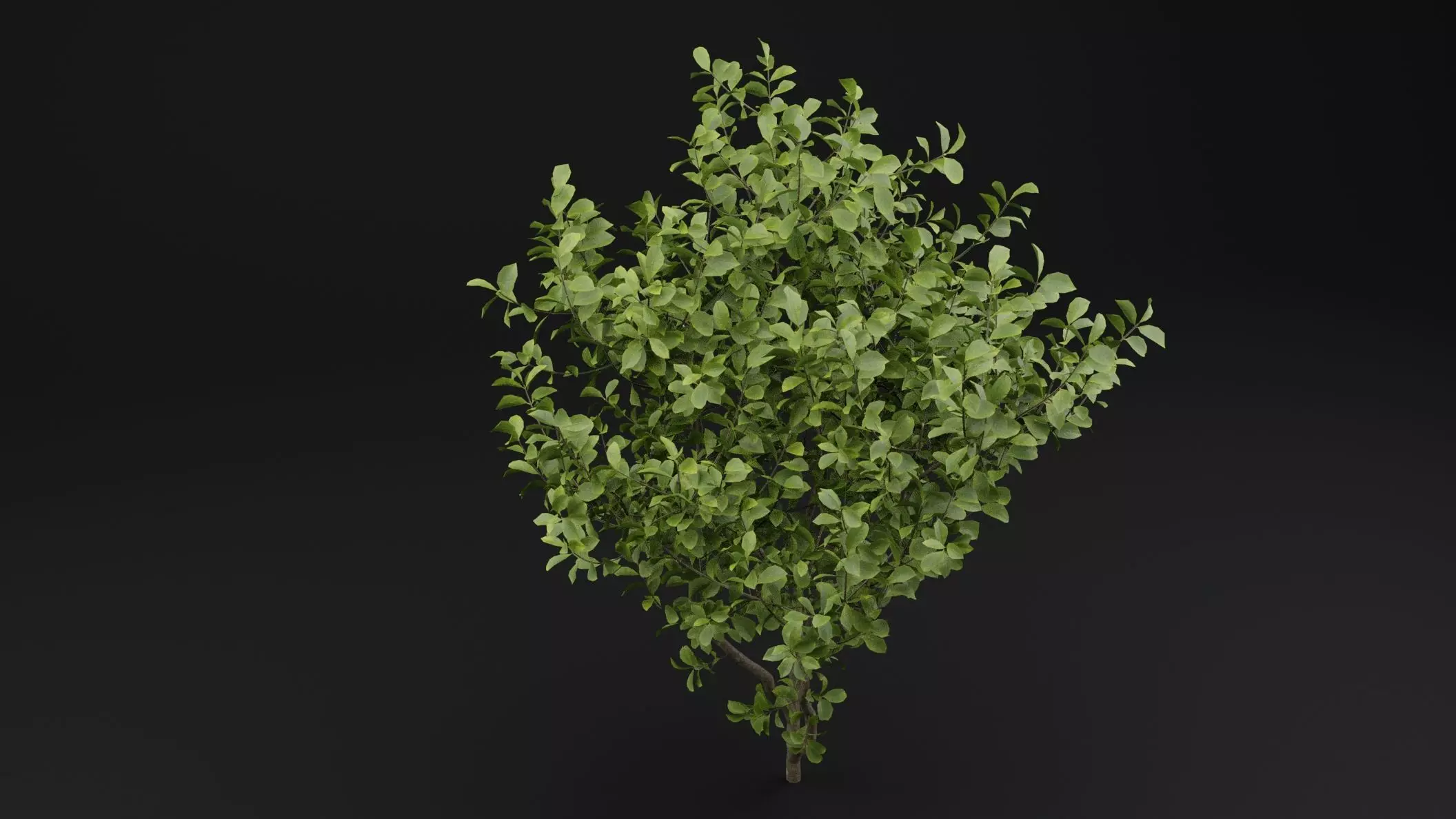 European Spindle Bush 3D model_3