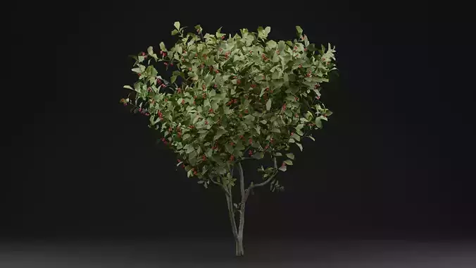 Bush Europeanspindle Plant