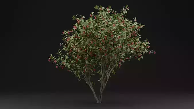 European Spindle Bush