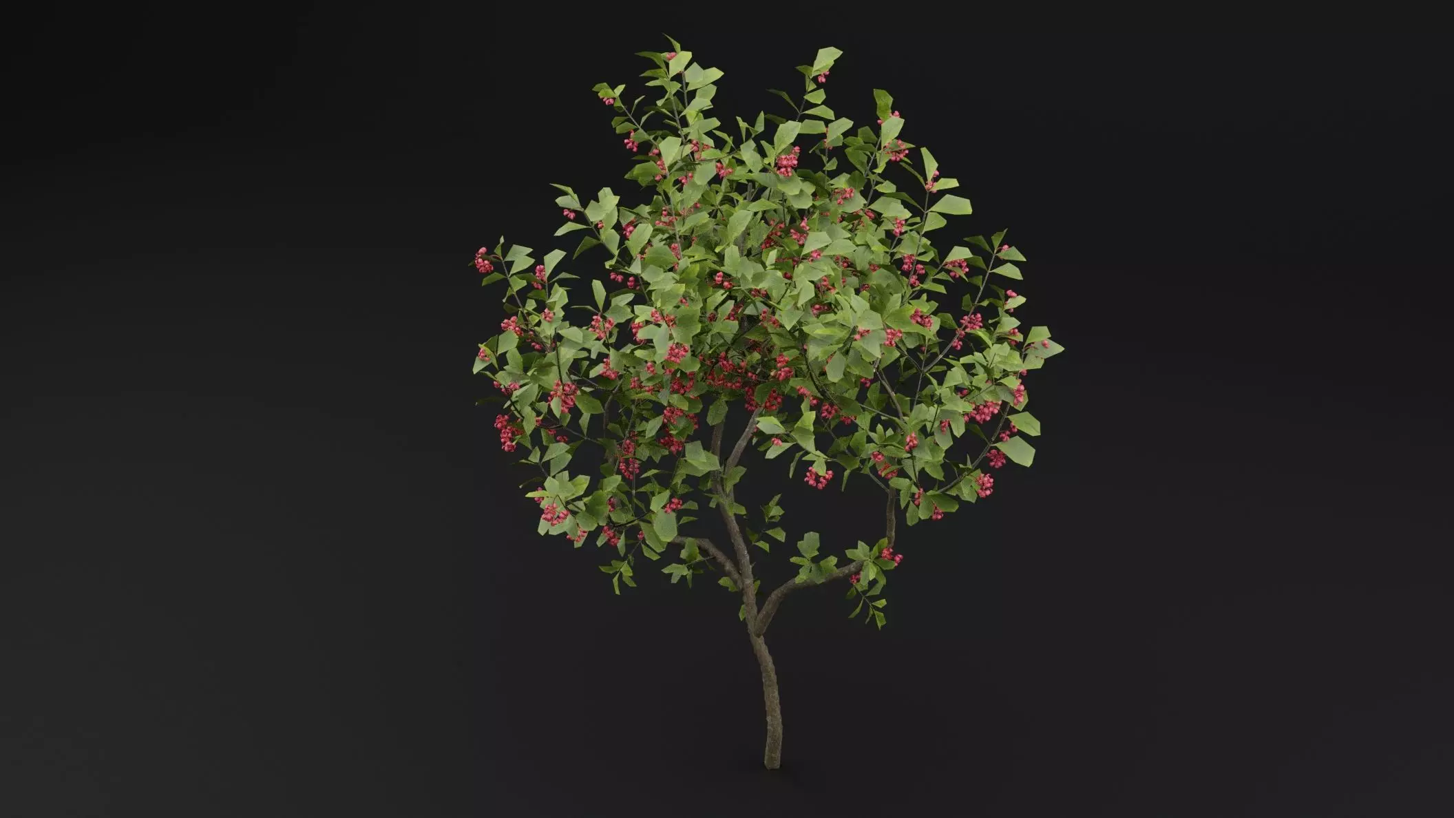 European Spindle Bush 3D model_4