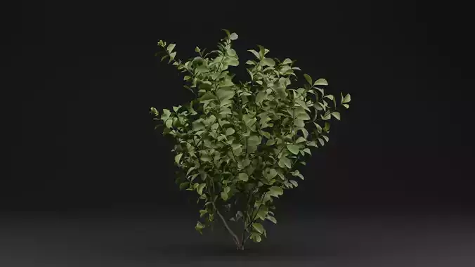 European Spindle Bush