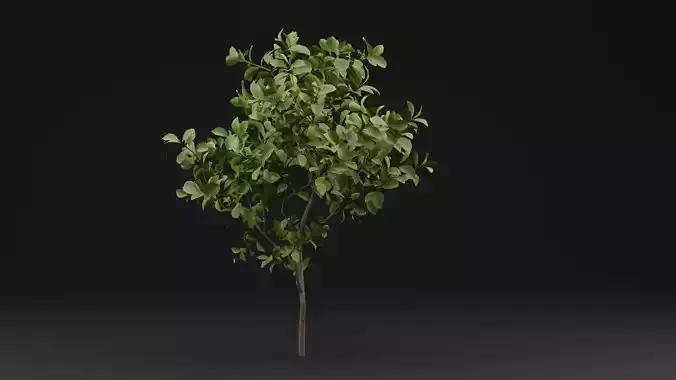 Bush Europeanspindle Plant