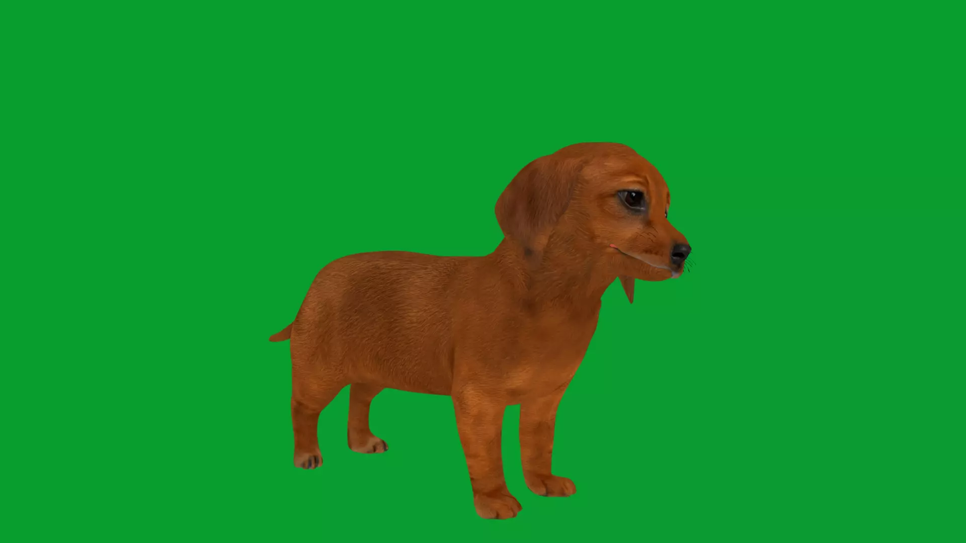 Dachshund Puppy Dog Low-poly 3D model_18