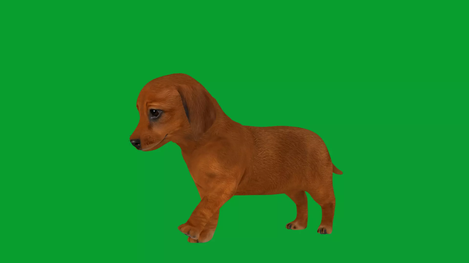 Dachshund Puppy Dog Low-poly 3D model_22