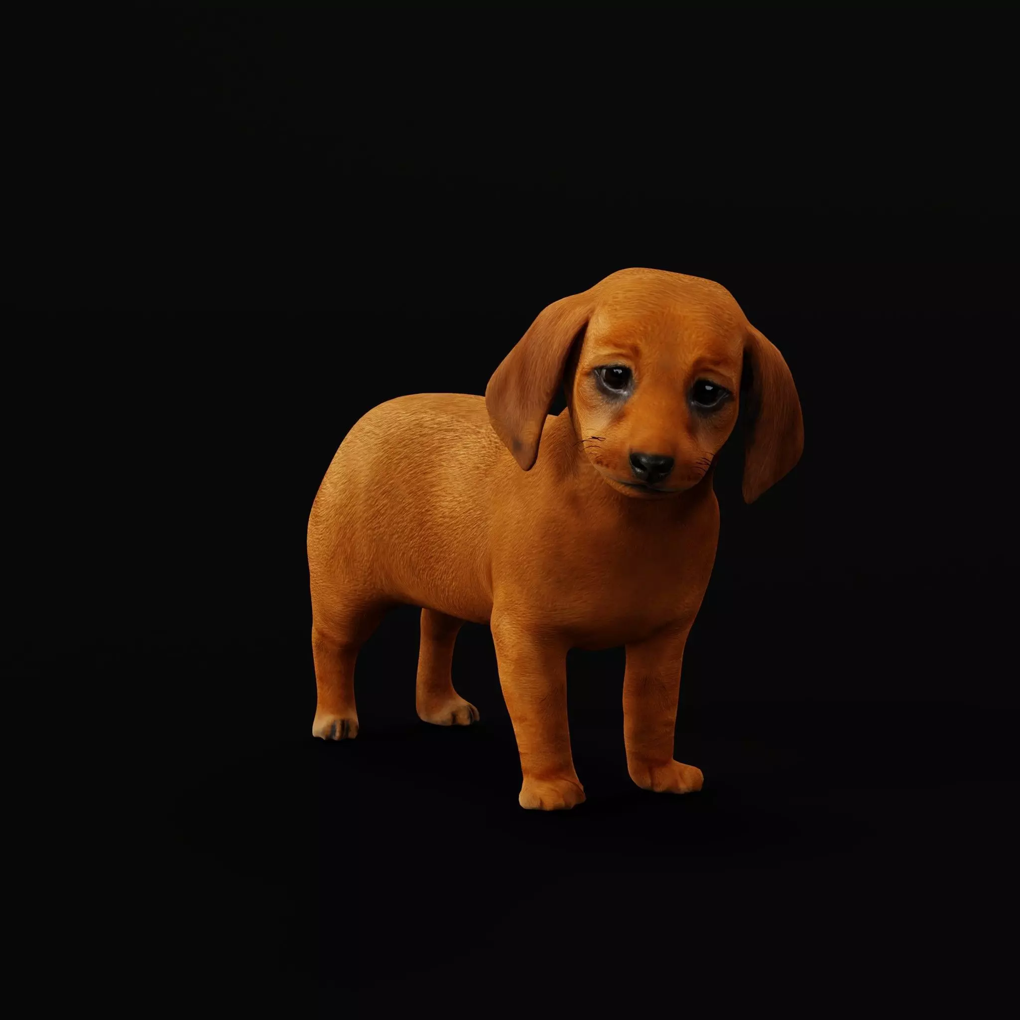 Dachshund Puppy Dog Low-poly 3D model_7