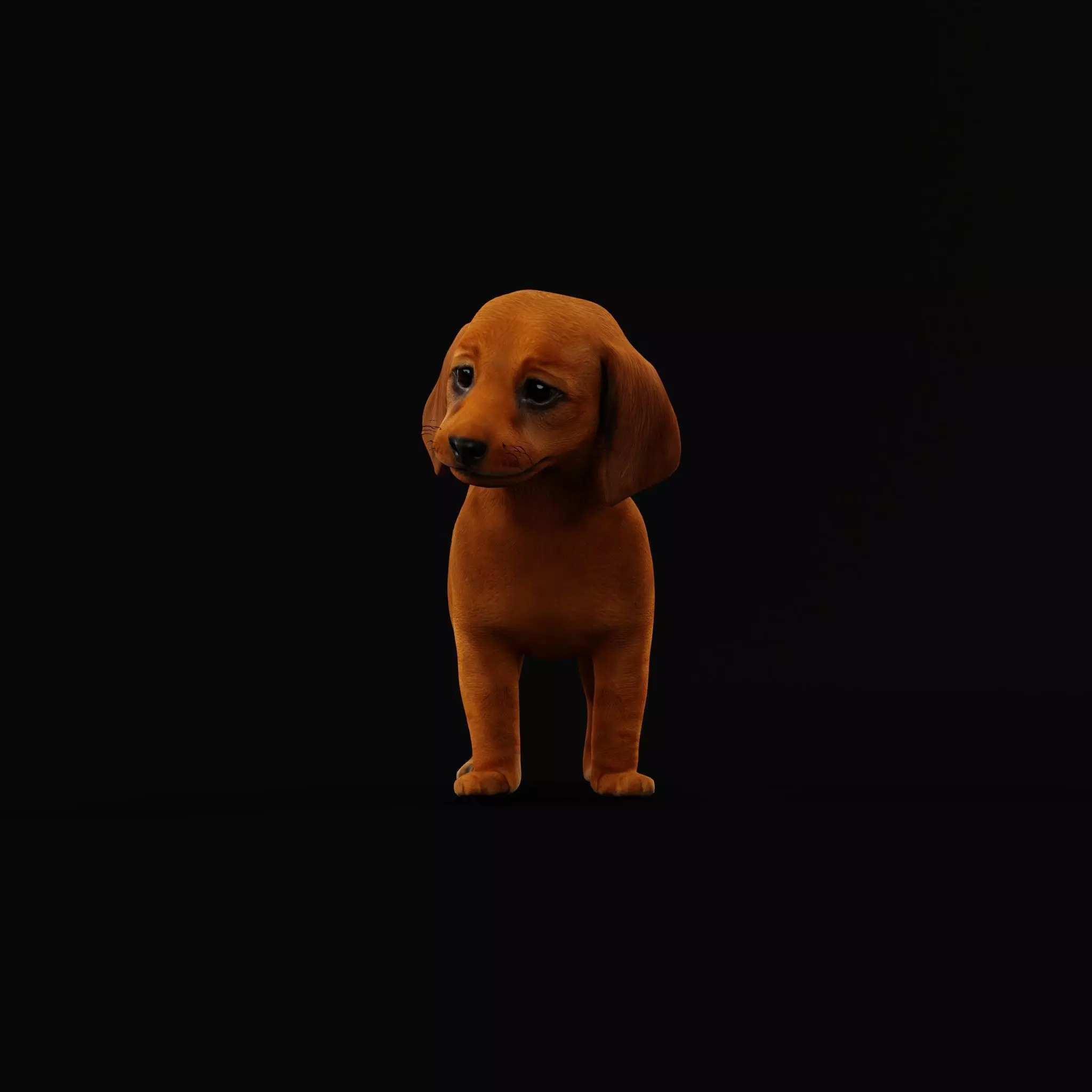 Dachshund Puppy Dog Low-poly 3D model_11