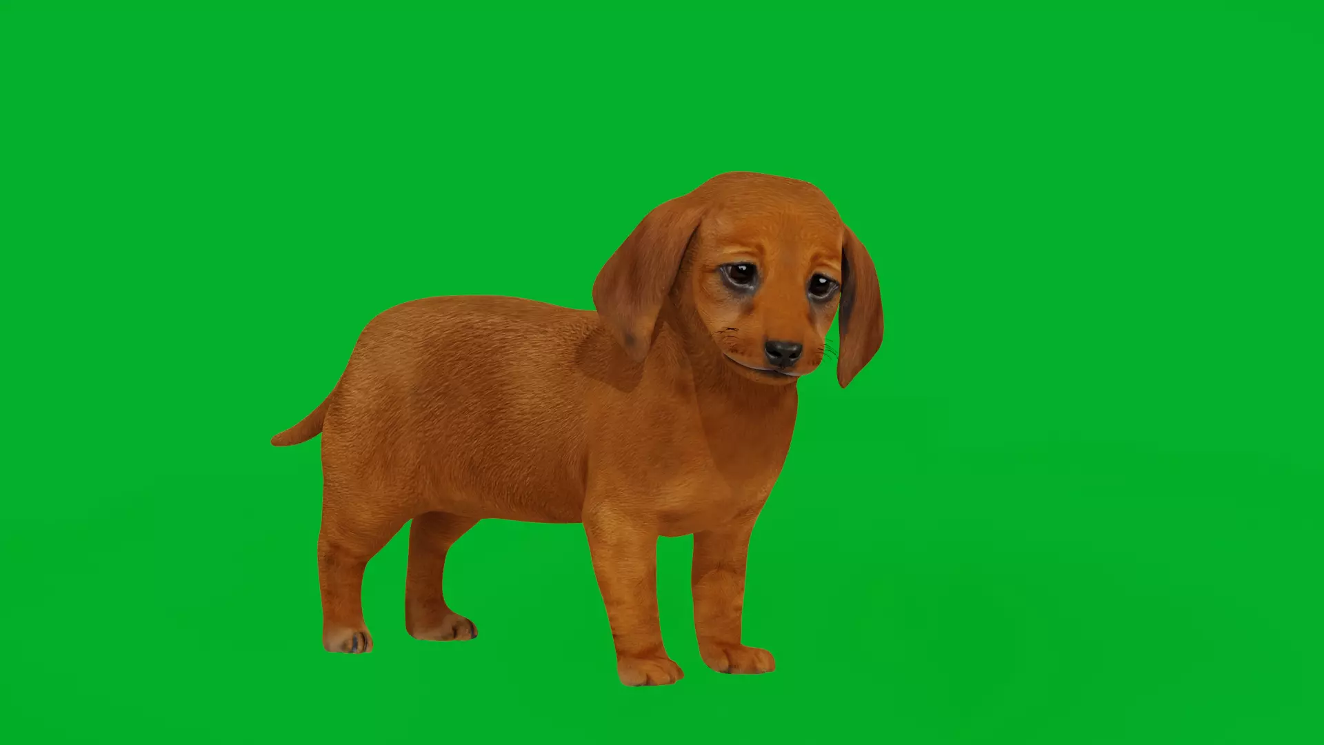 Dachshund Puppy Dog Low-poly 3D model_3