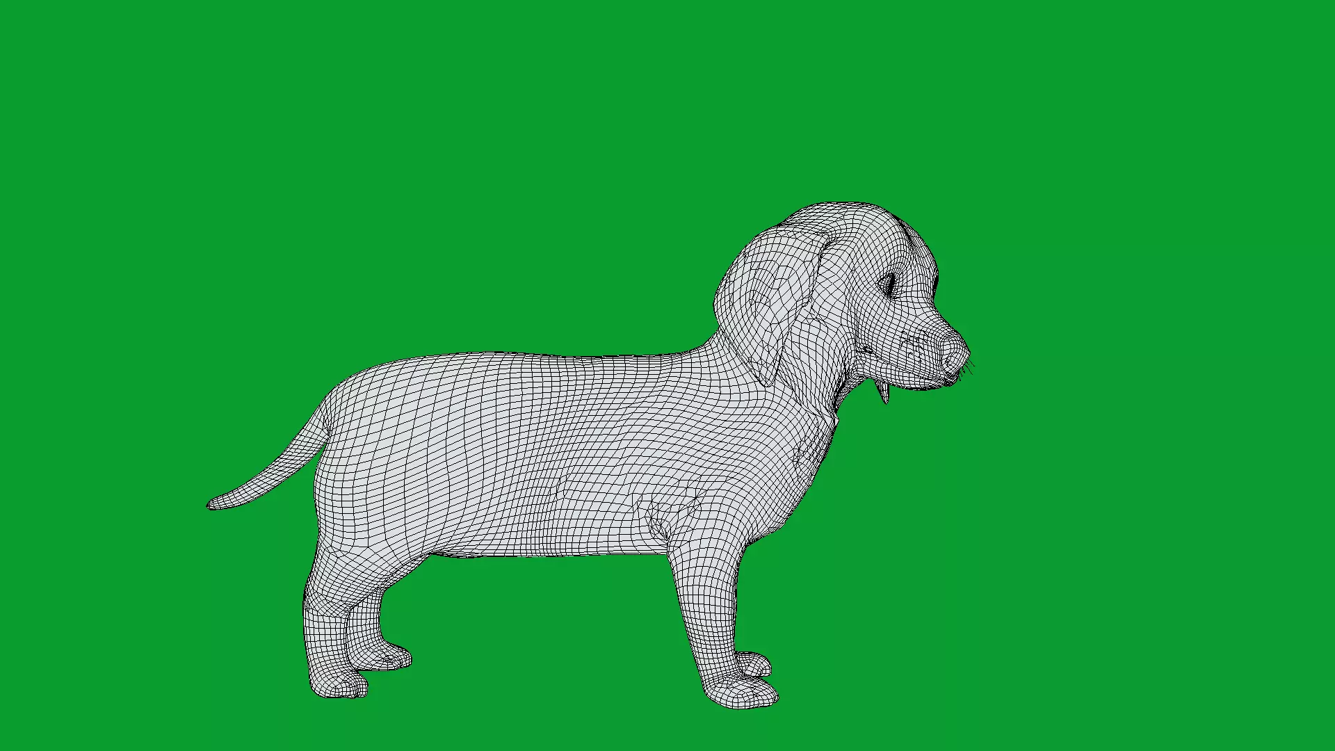 Dachshund Puppy Dog Low-poly 3D model_26