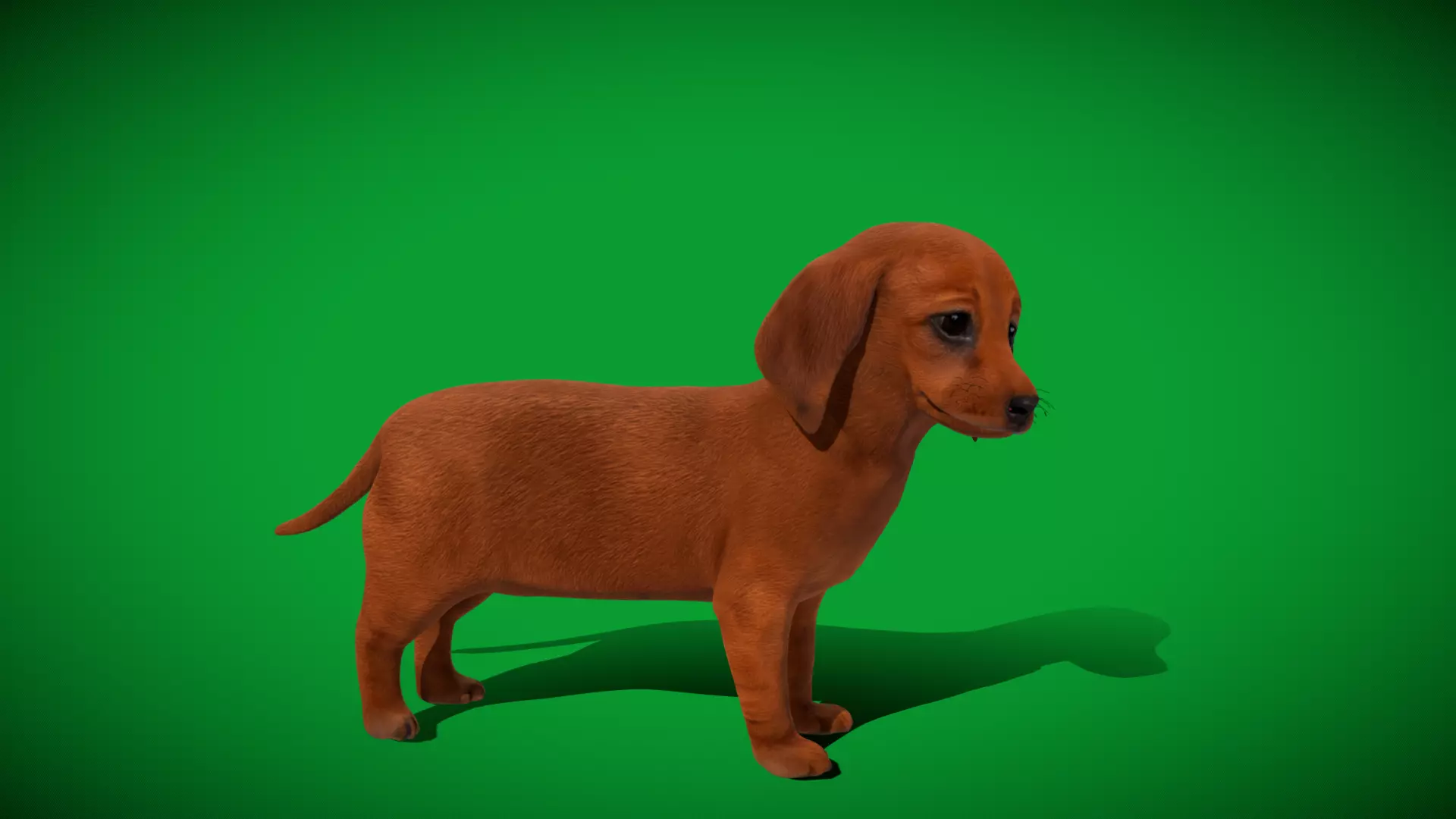 Dachshund Puppy Dog Low-poly 3D model_42