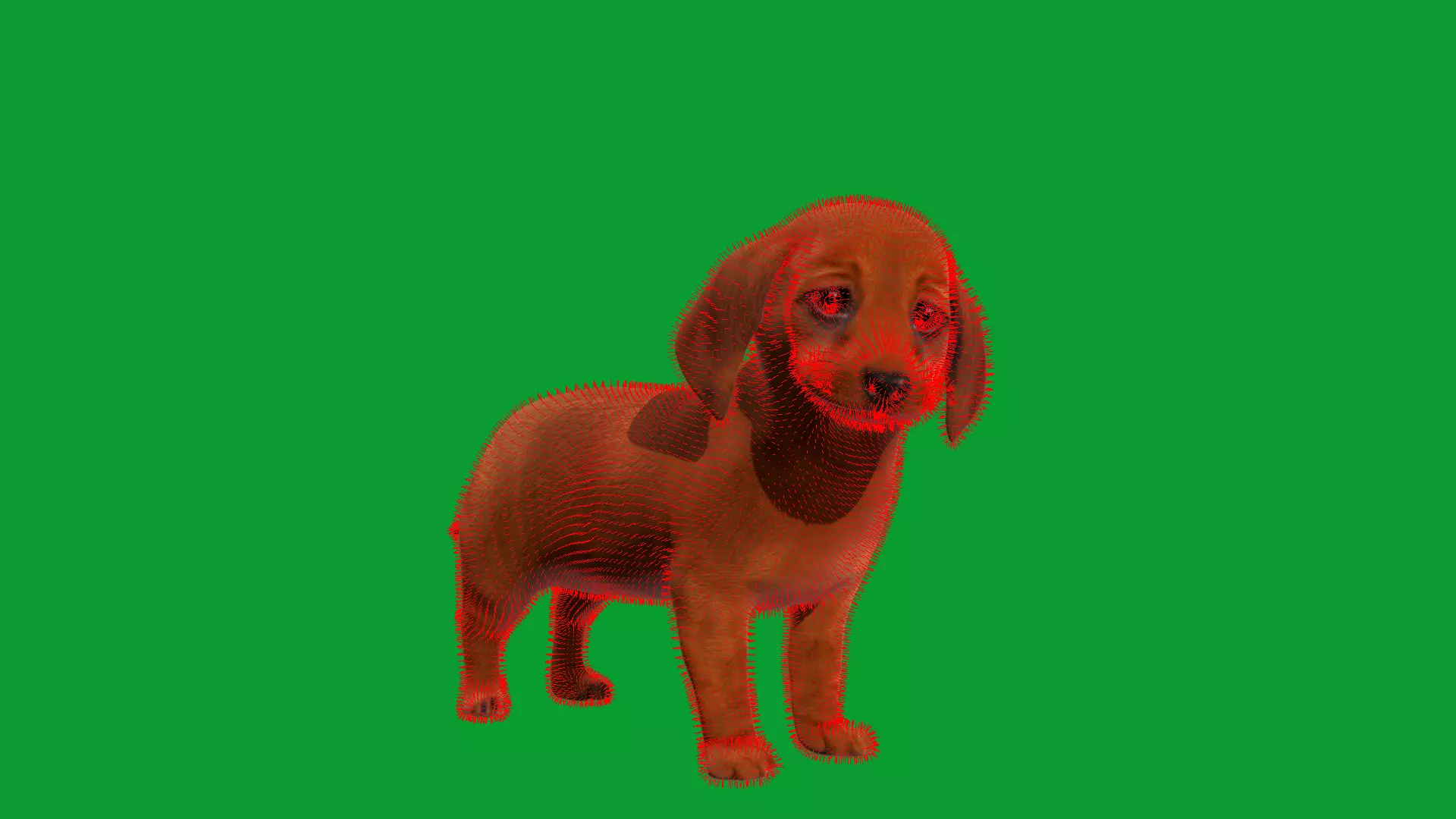 Dachshund Puppy Dog Low-poly 3D model_34