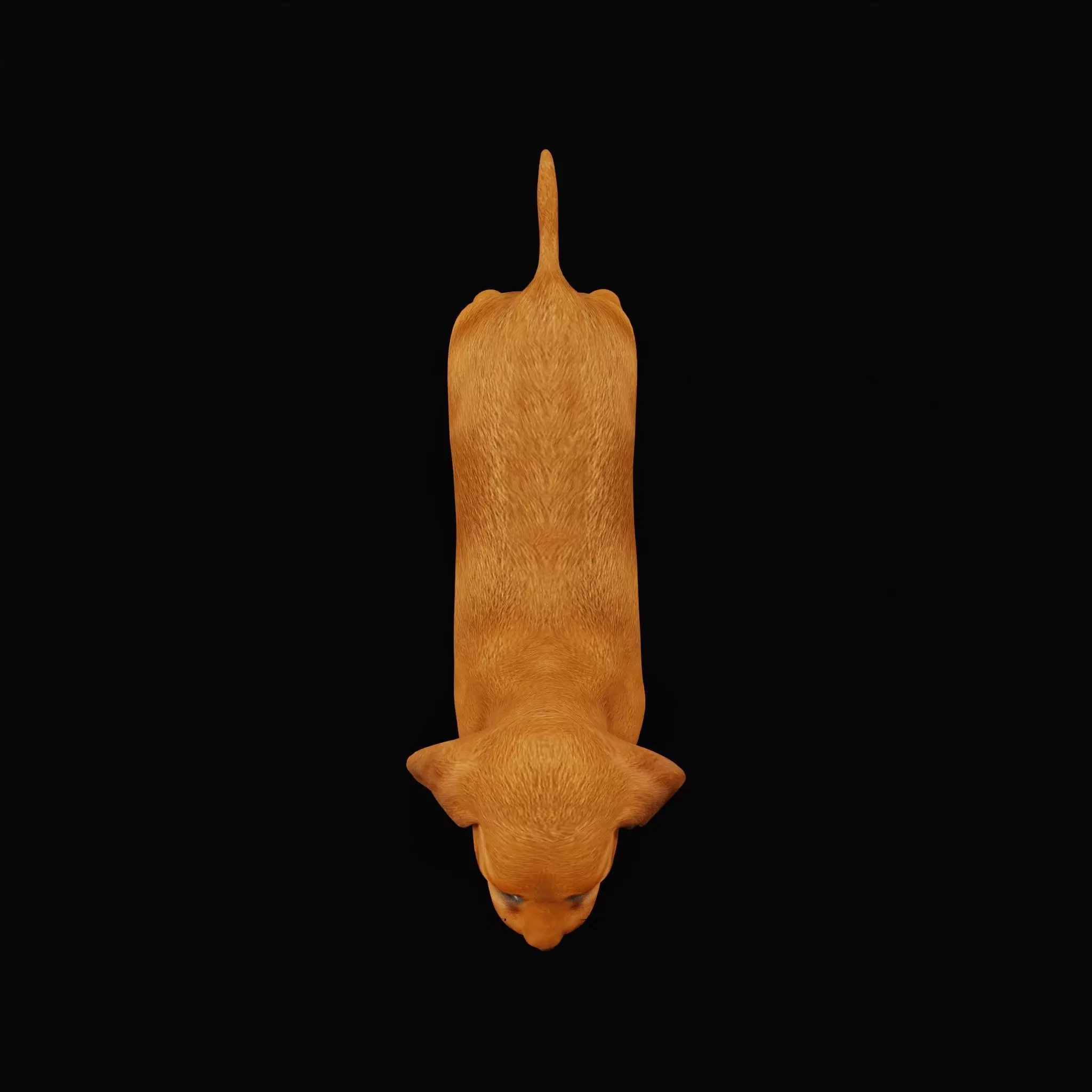 Dachshund Puppy Dog Low-poly 3D model_13