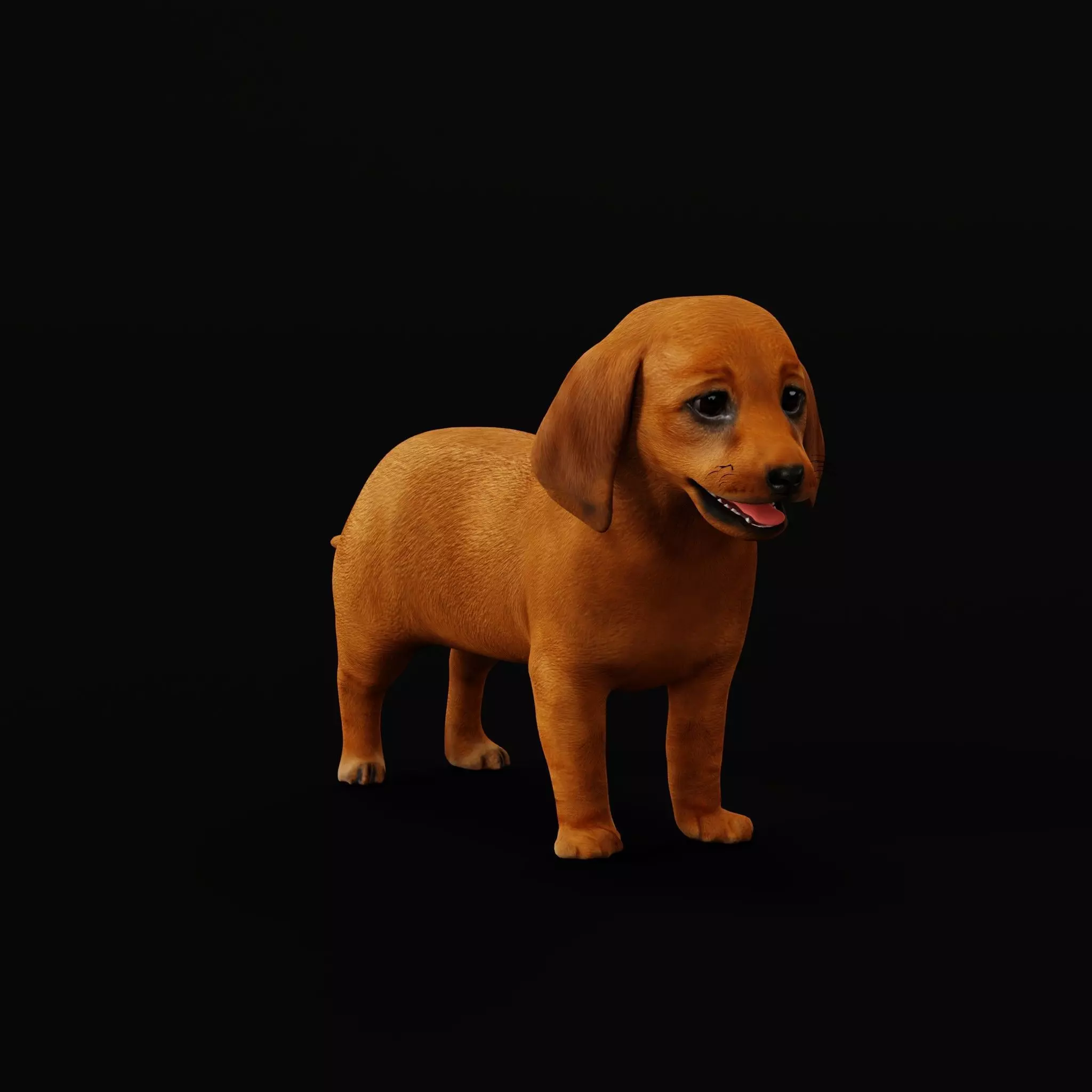 Dachshund Puppy Dog Low-poly 3D model_12