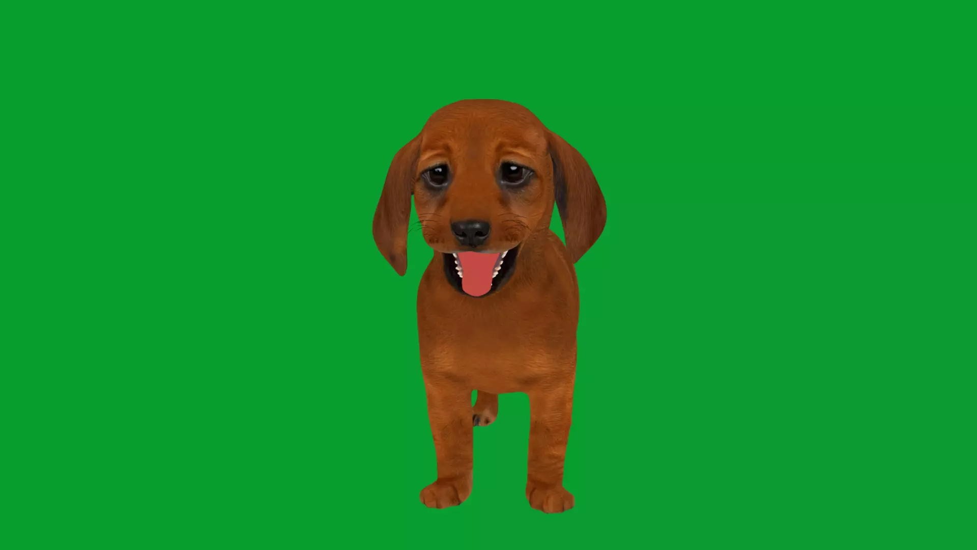 Dachshund Puppy Dog Low-poly 3D model_38