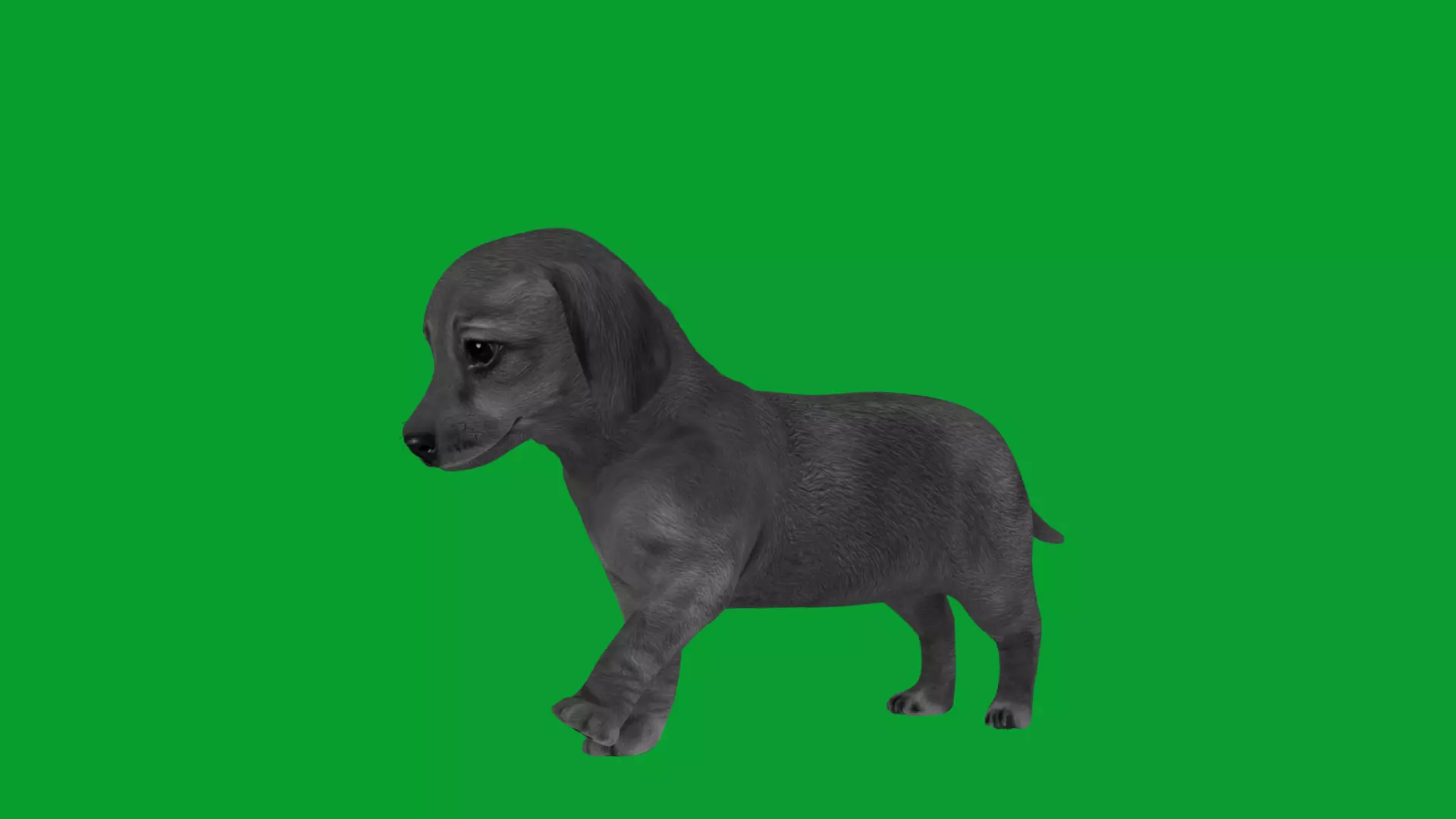 Dachshund Puppy Dog Low-poly 3D model_24