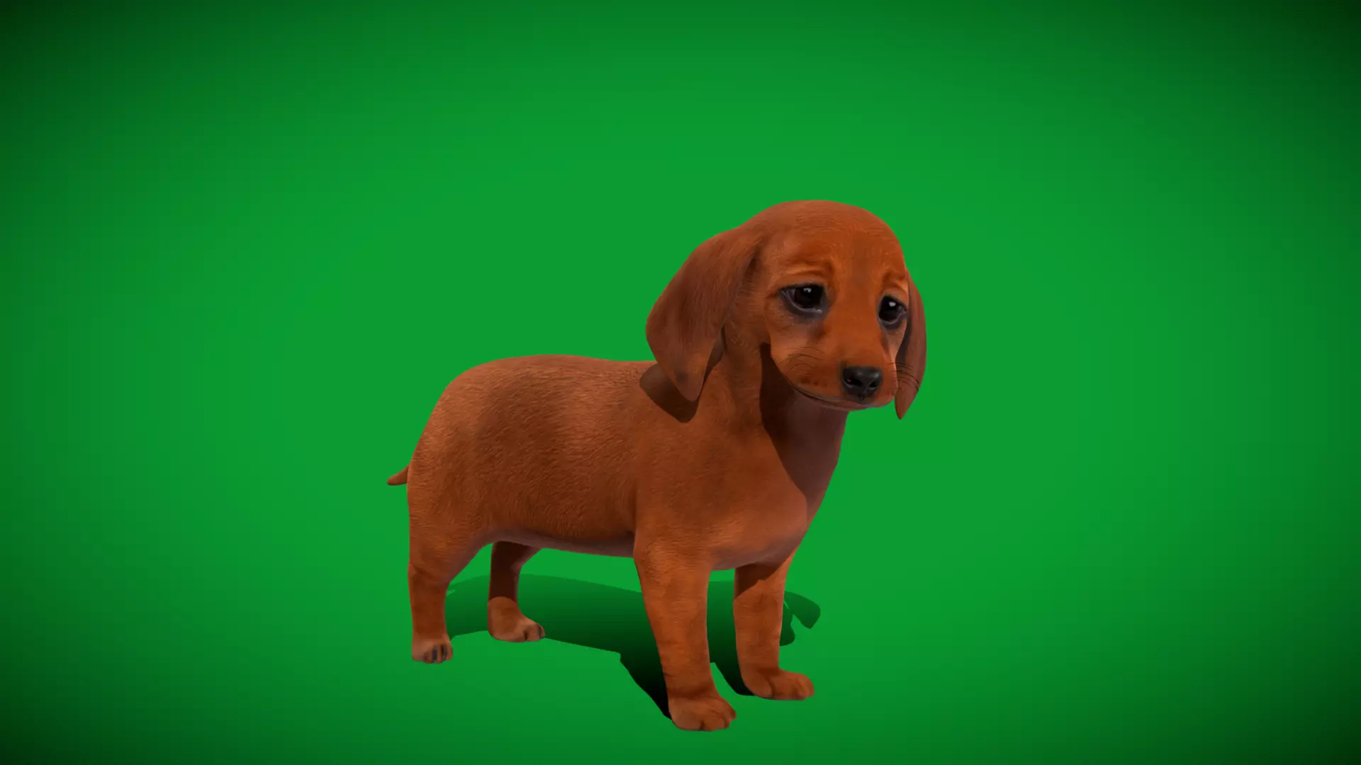 Dachshund Puppy Dog Low-poly 3D model_39
