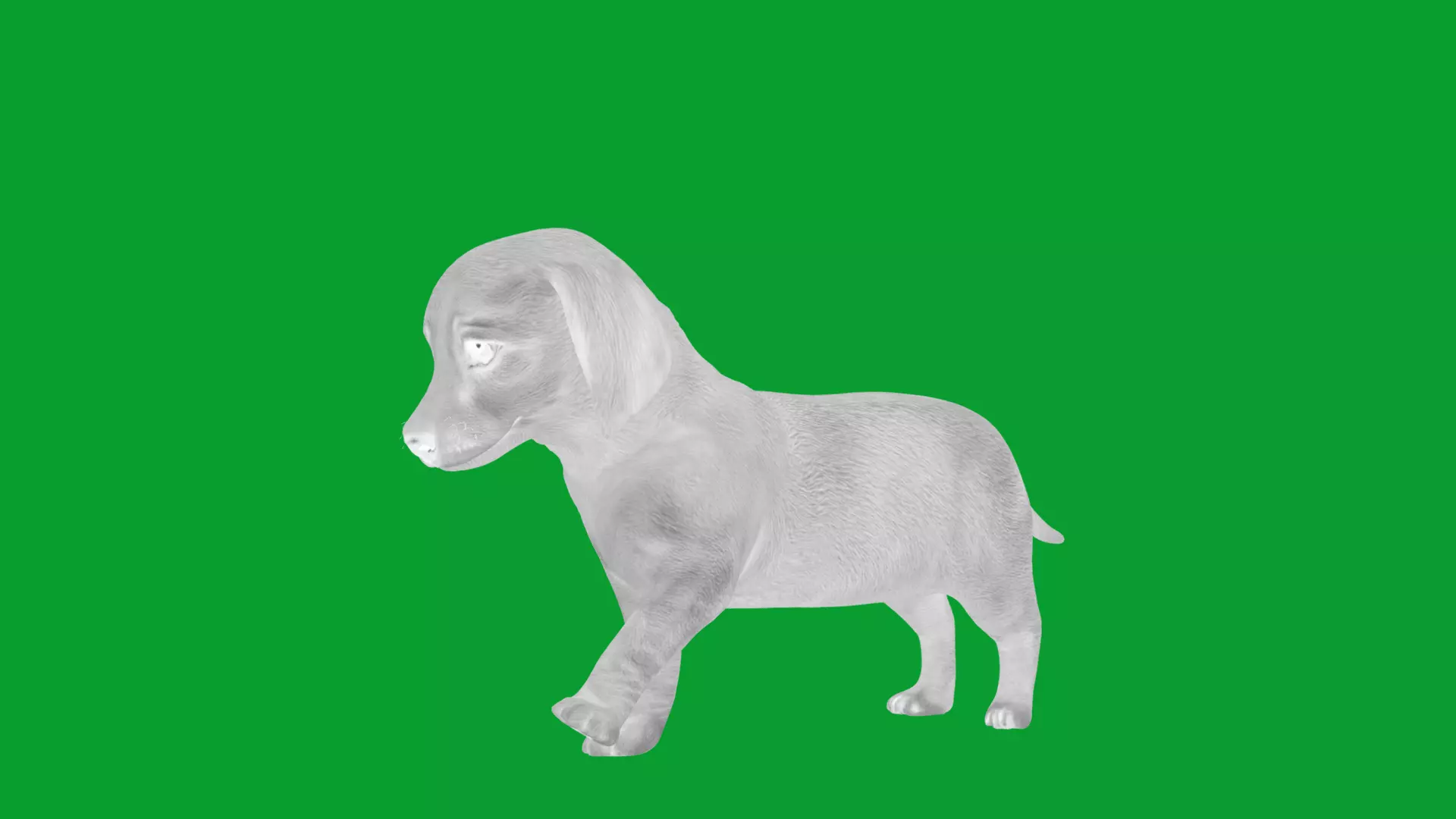 Dachshund Puppy Dog Low-poly 3D model_21