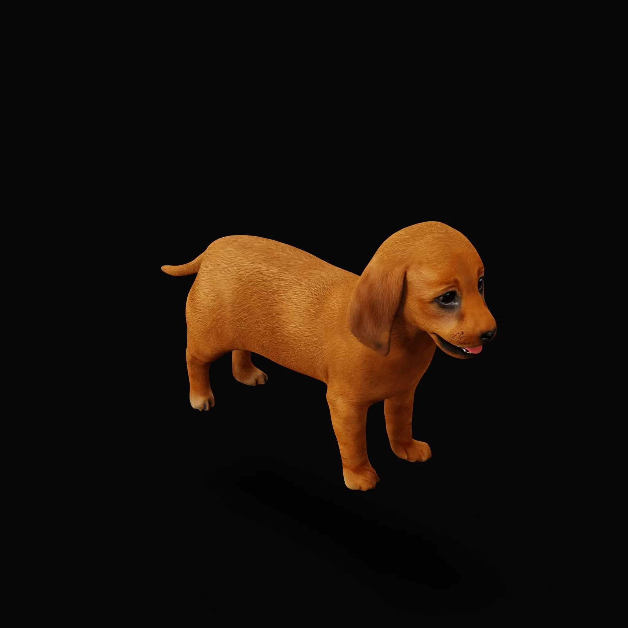 Dachshund Puppy Dog Low-poly 3D model_8