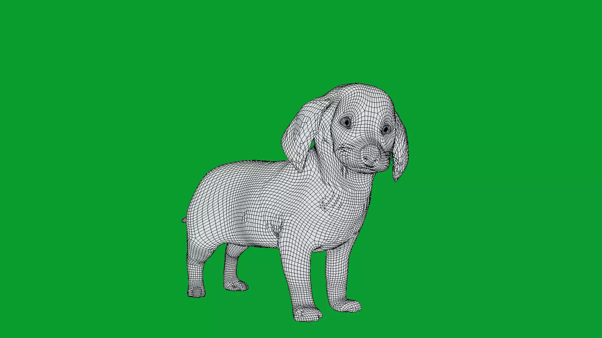 Dachshund Puppy Dog Low-poly 3D model_14