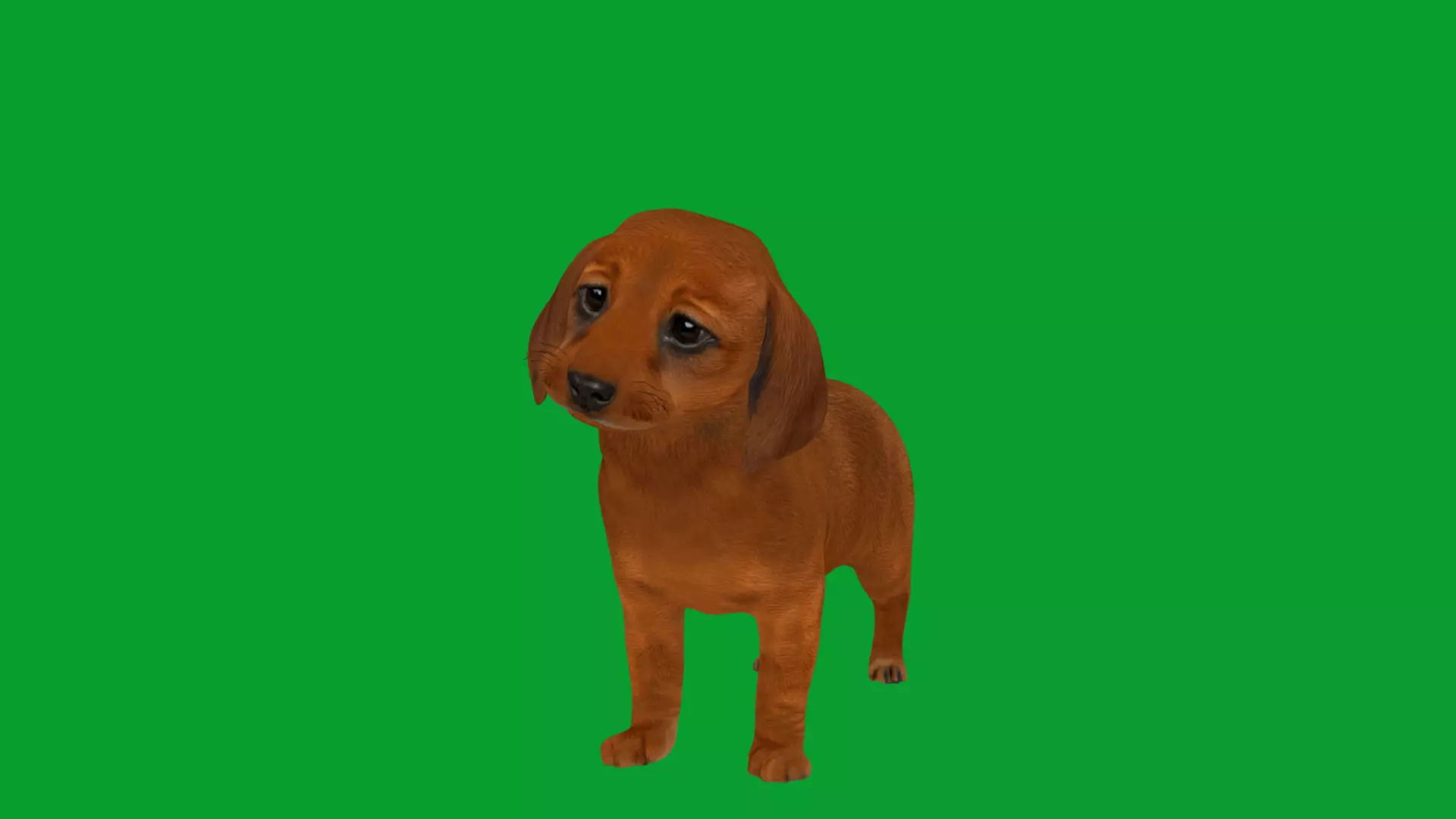 Dachshund Puppy Dog Low-poly 3D model_19