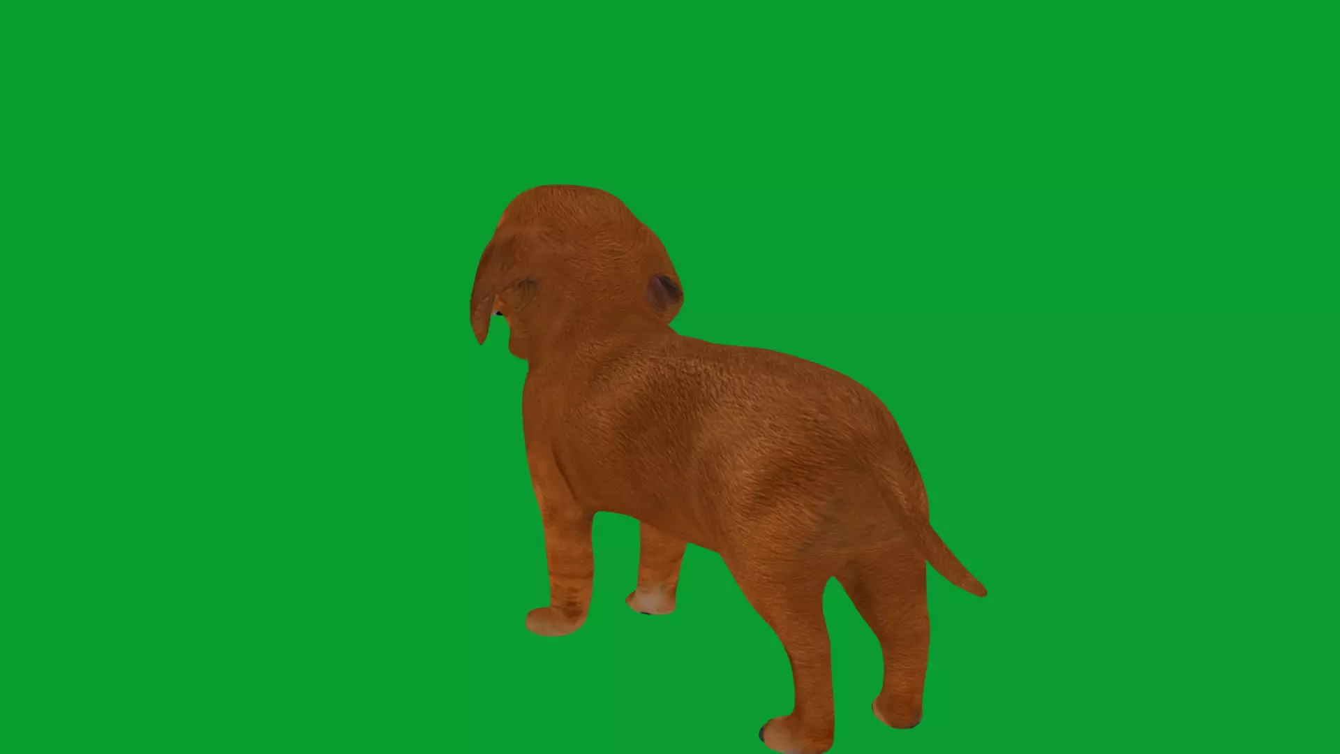 Dachshund Puppy Dog Low-poly 3D model_25