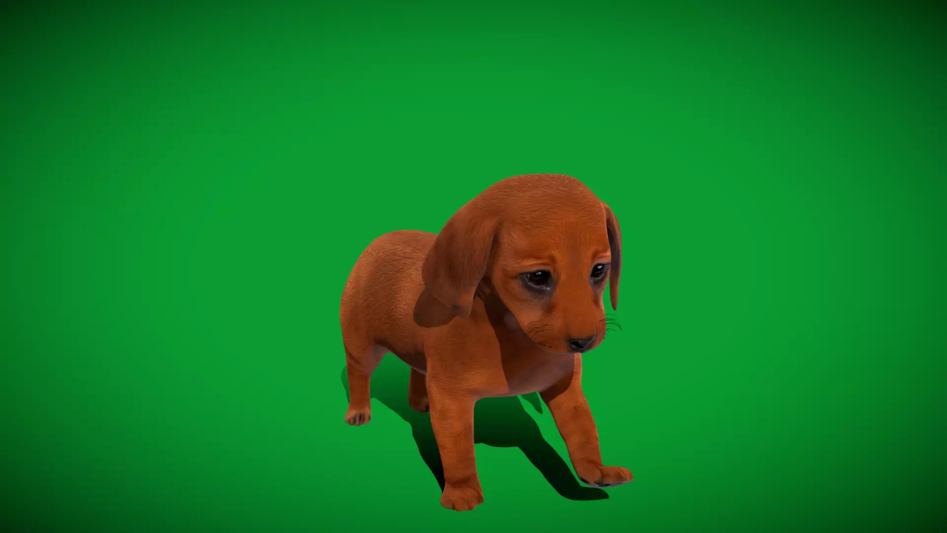 Dachshund Puppy Dog Low-poly 3D model_37