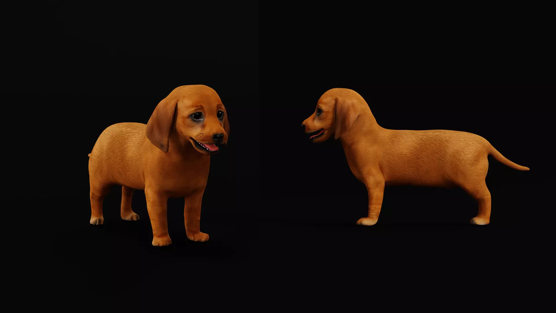 Dachshund Puppy Dog Low-poly 3D model_23