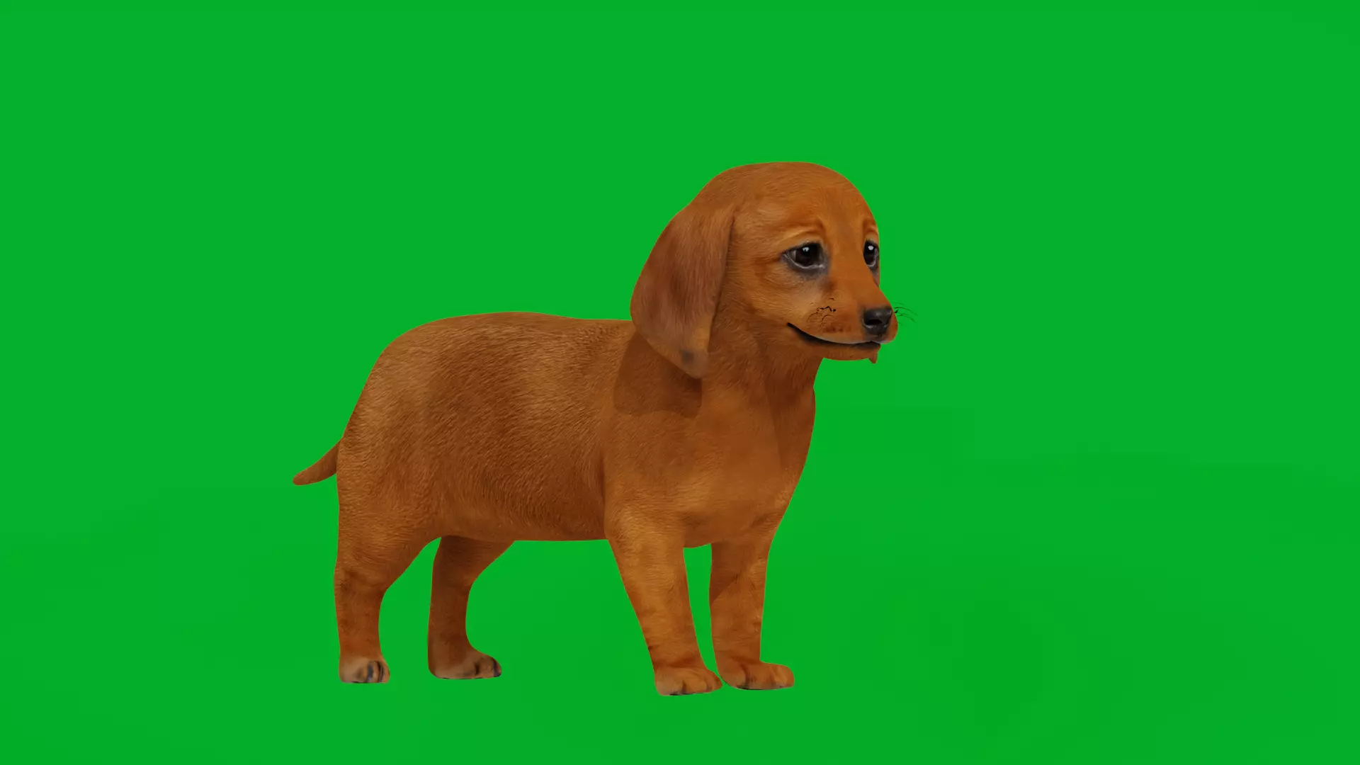 Dachshund Puppy Dog Low-poly 3D model_0