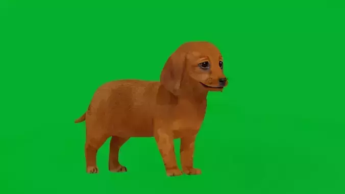Dachshund Puppy Dog