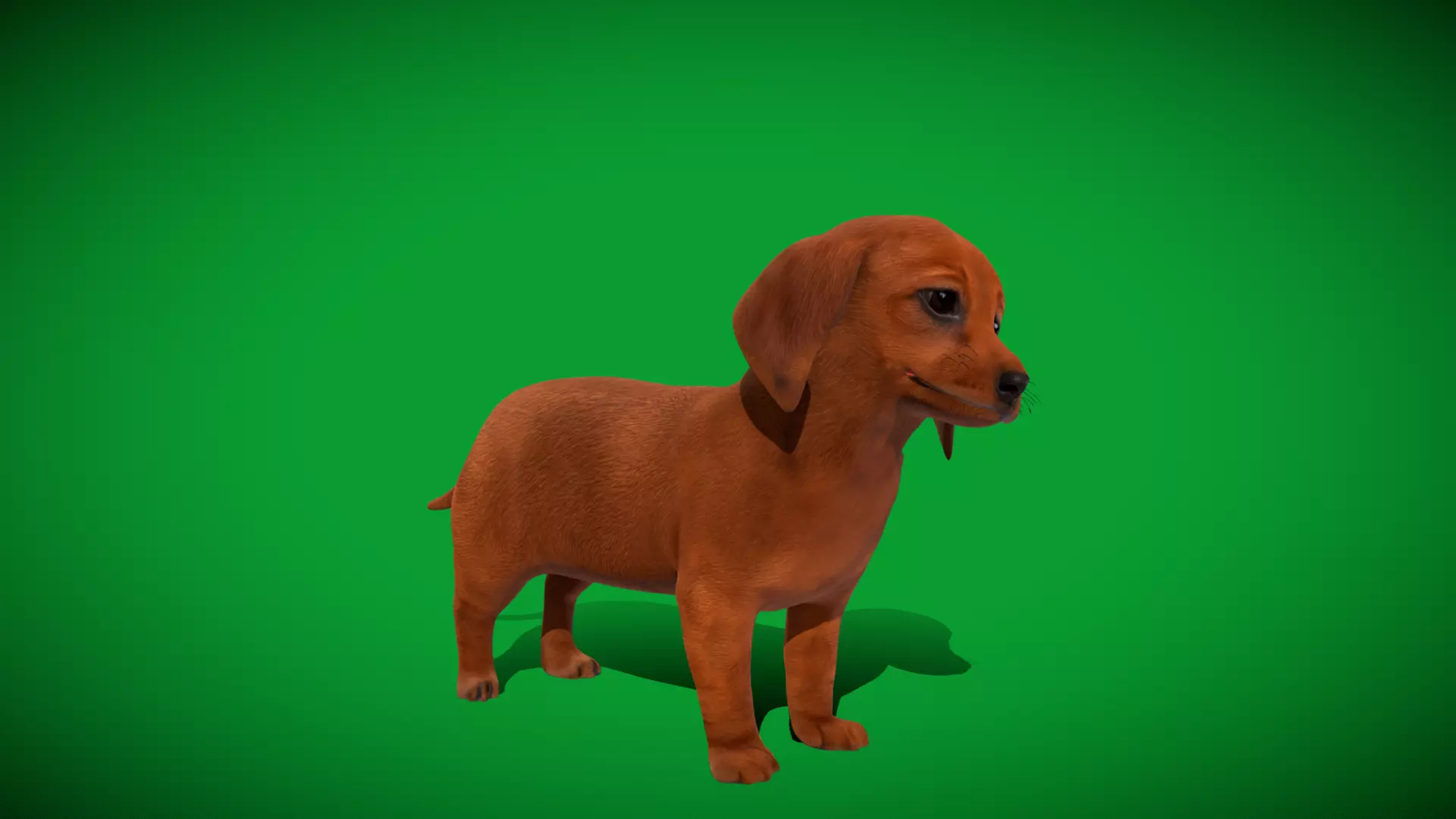 Dachshund Puppy Dog Low-poly 3D model_40