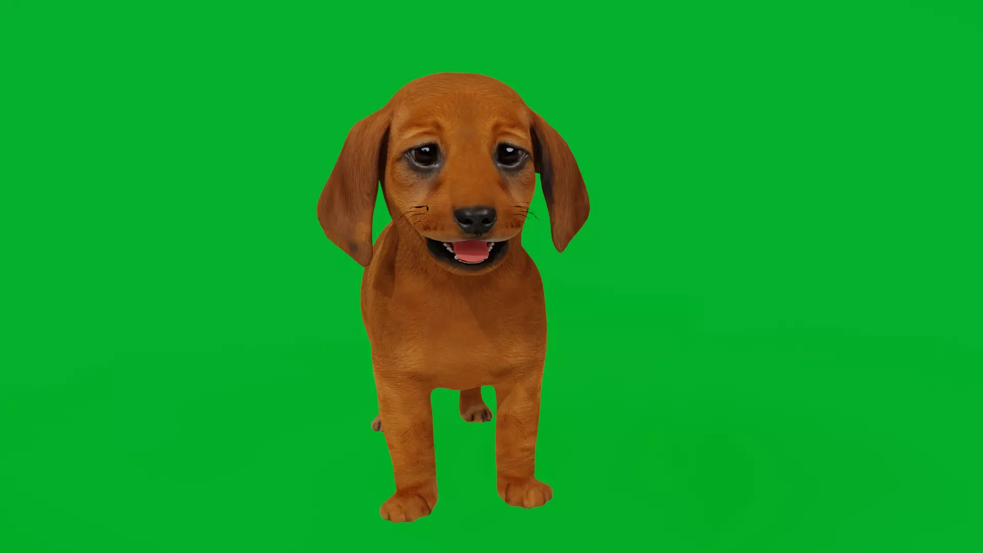 Dachshund Puppy Dog Low-poly 3D model_4