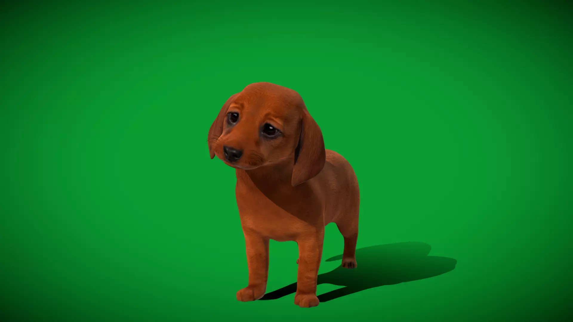 Dachshund Puppy Dog Low-poly 3D model_41