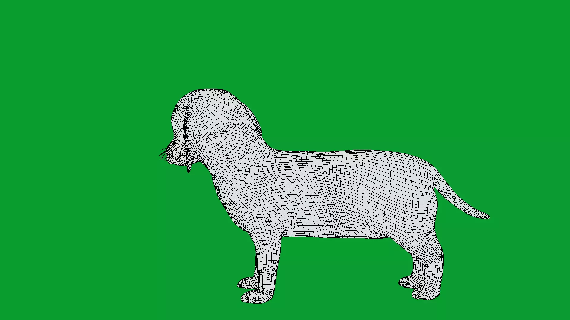 Dachshund Puppy Dog Low-poly 3D model_28