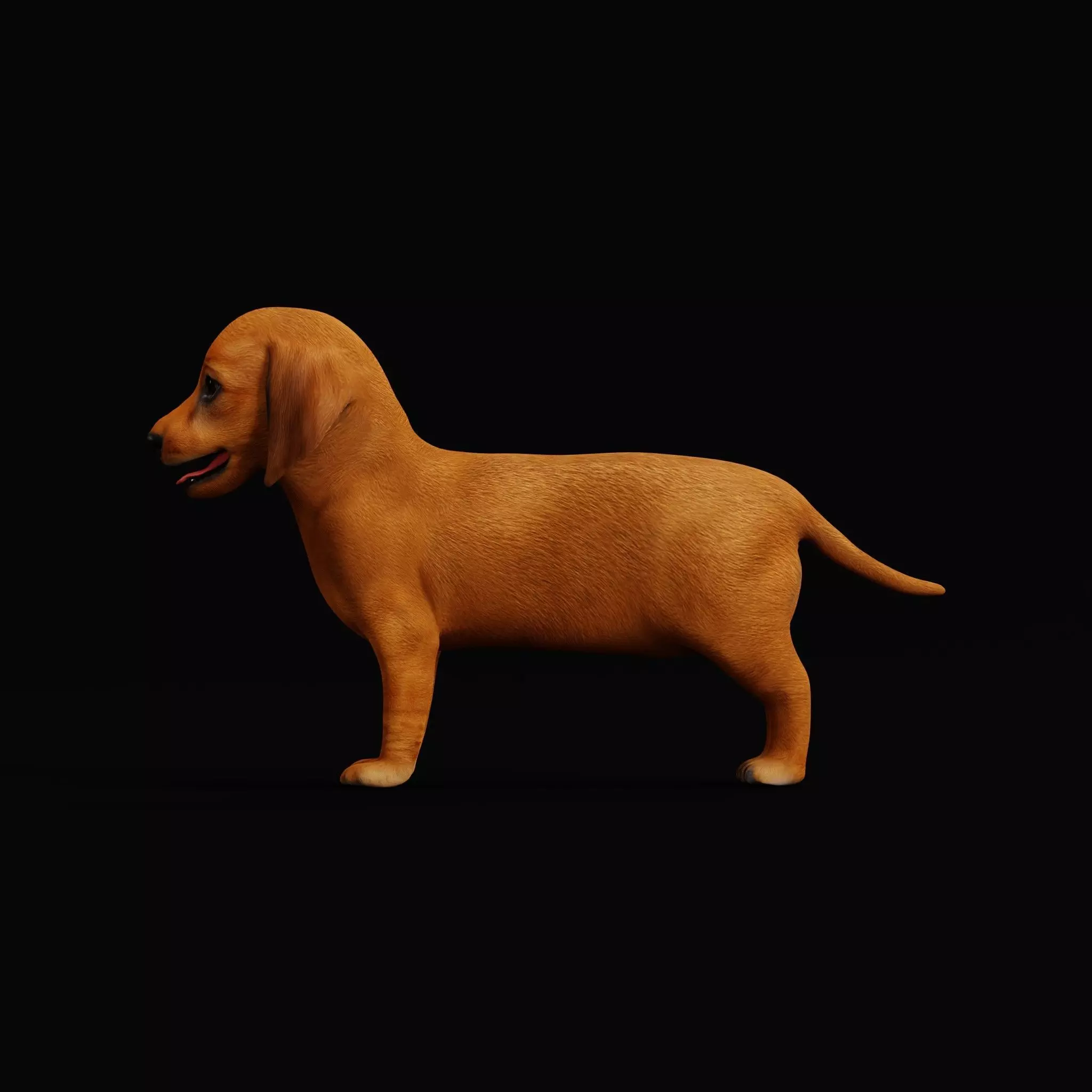 Dachshund Puppy Dog Low-poly 3D model_9