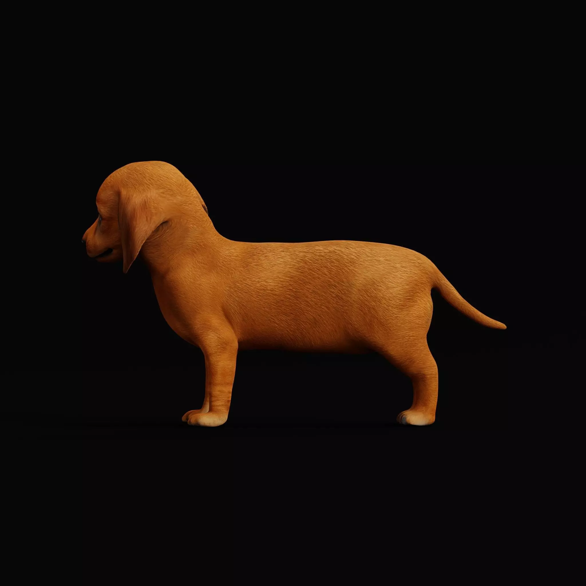 Dachshund Puppy Dog Low-poly 3D model_6
