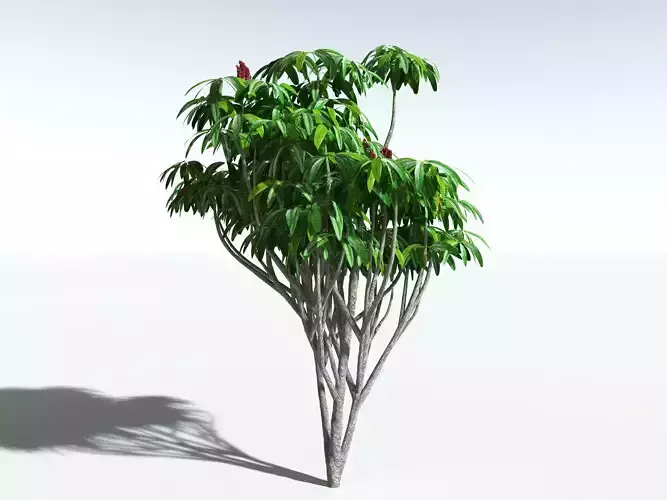 EVERYPlant Australian Umbrella Tree 3D model