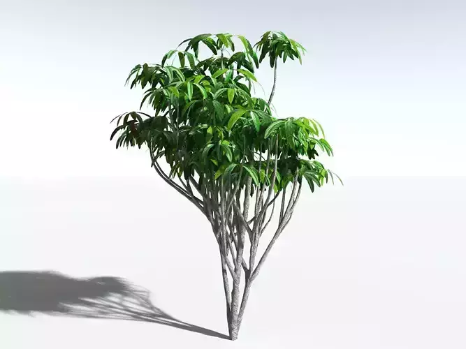 EVERYPlant Australian Umbrella Tree LowPoly