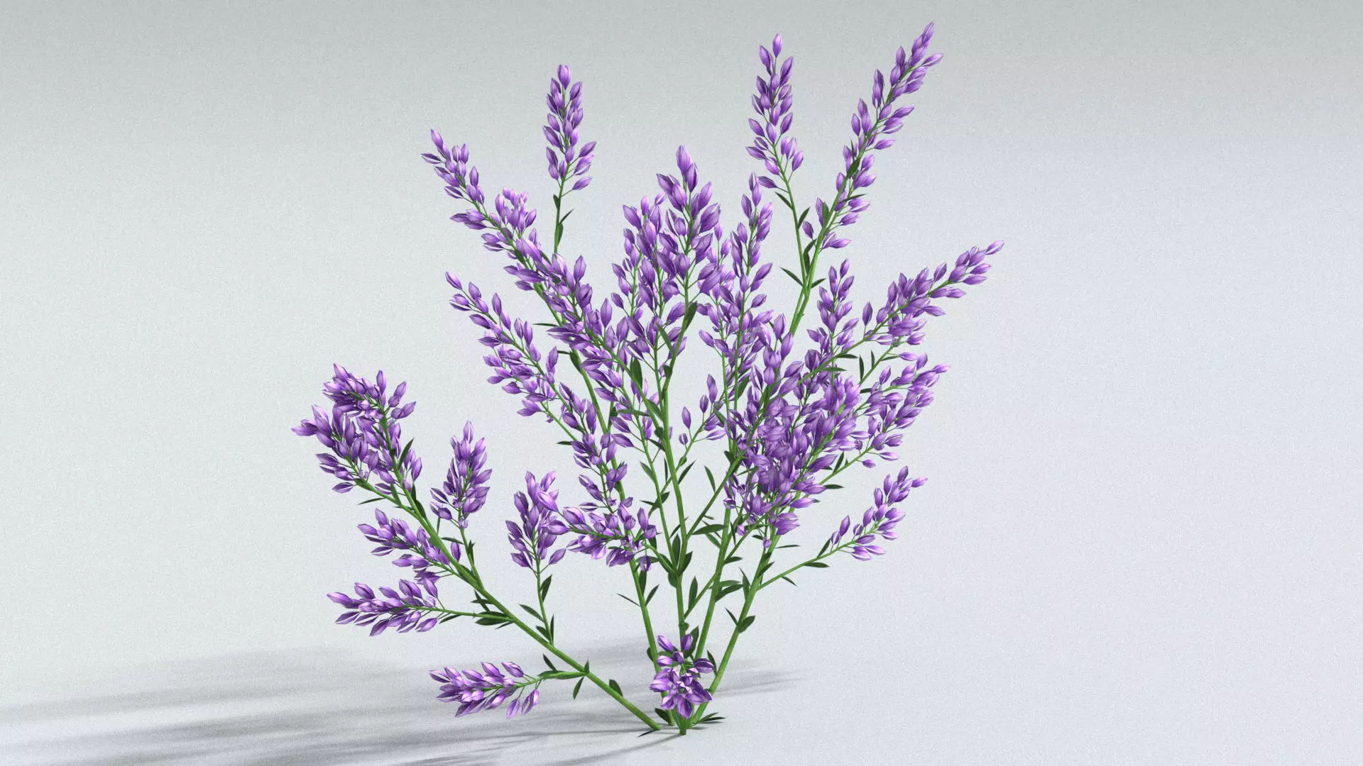 laos Lavender 3D model_0