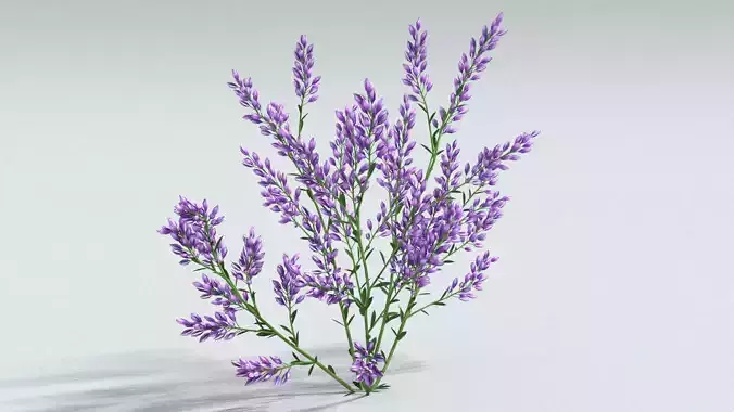 laos Lavender