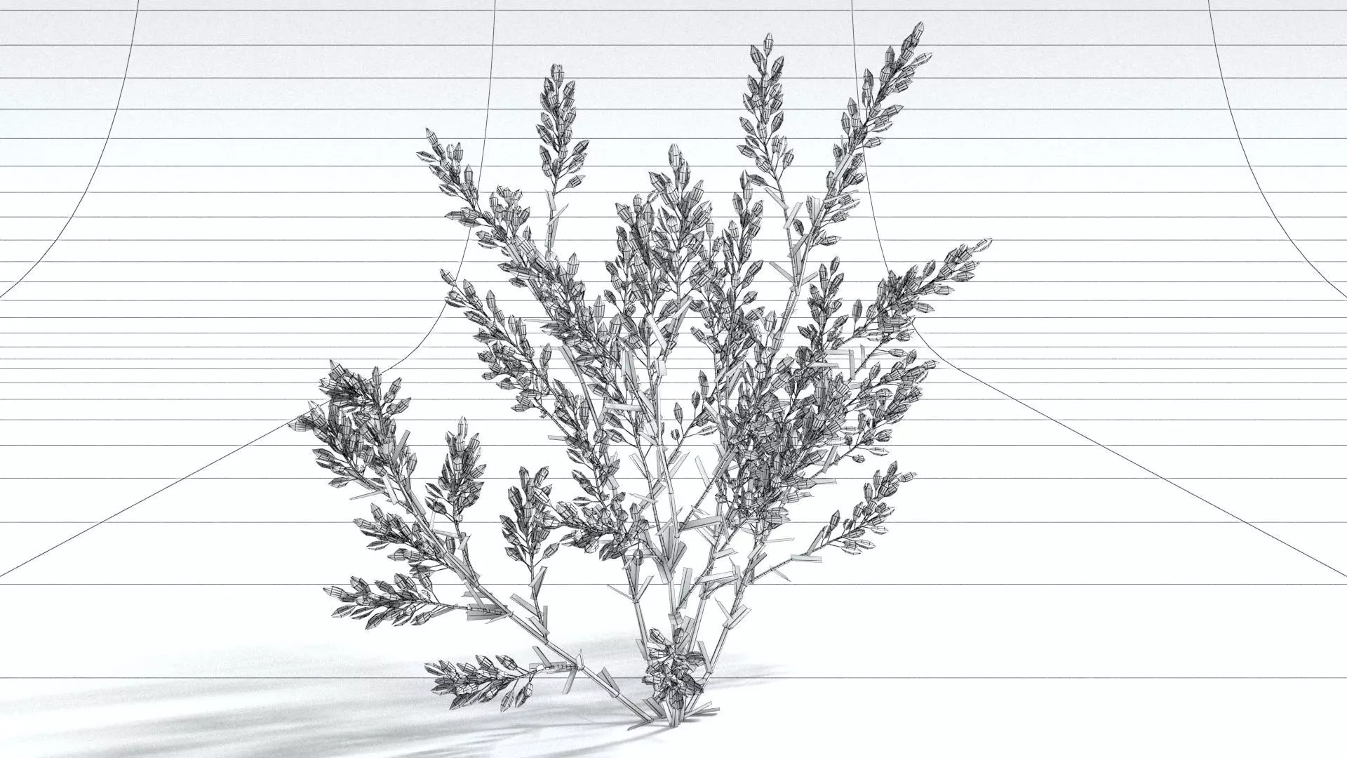 laos Lavender 3D model_5