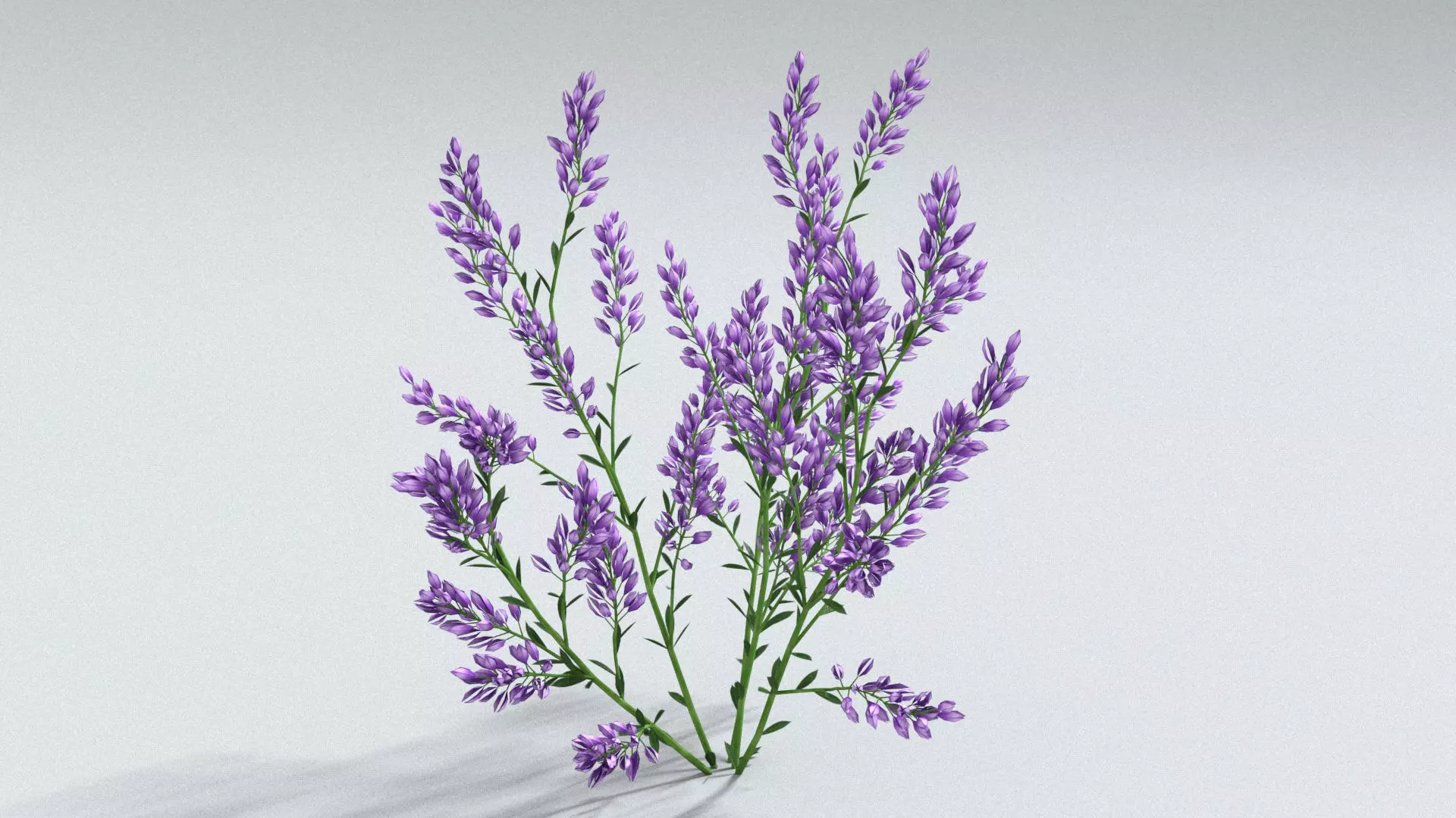 laos Lavender 3D model_1