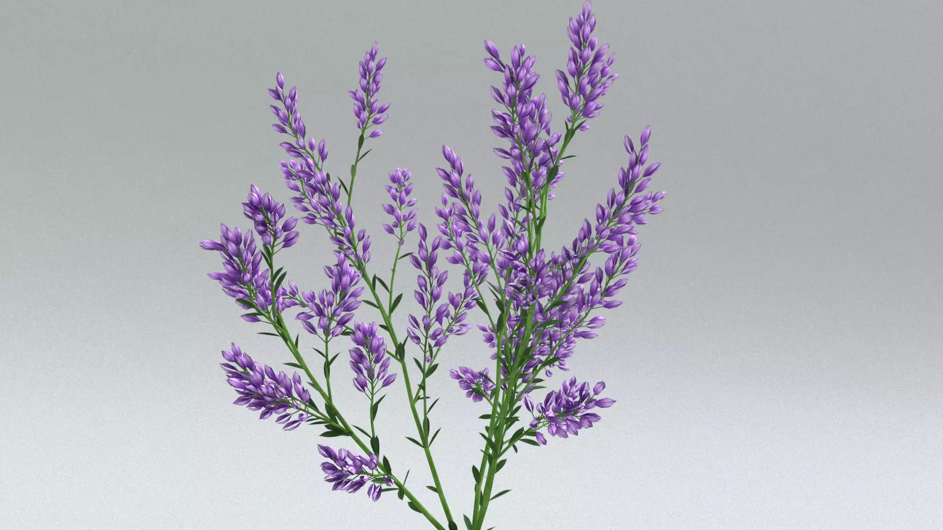 laos Lavender 3D model_4