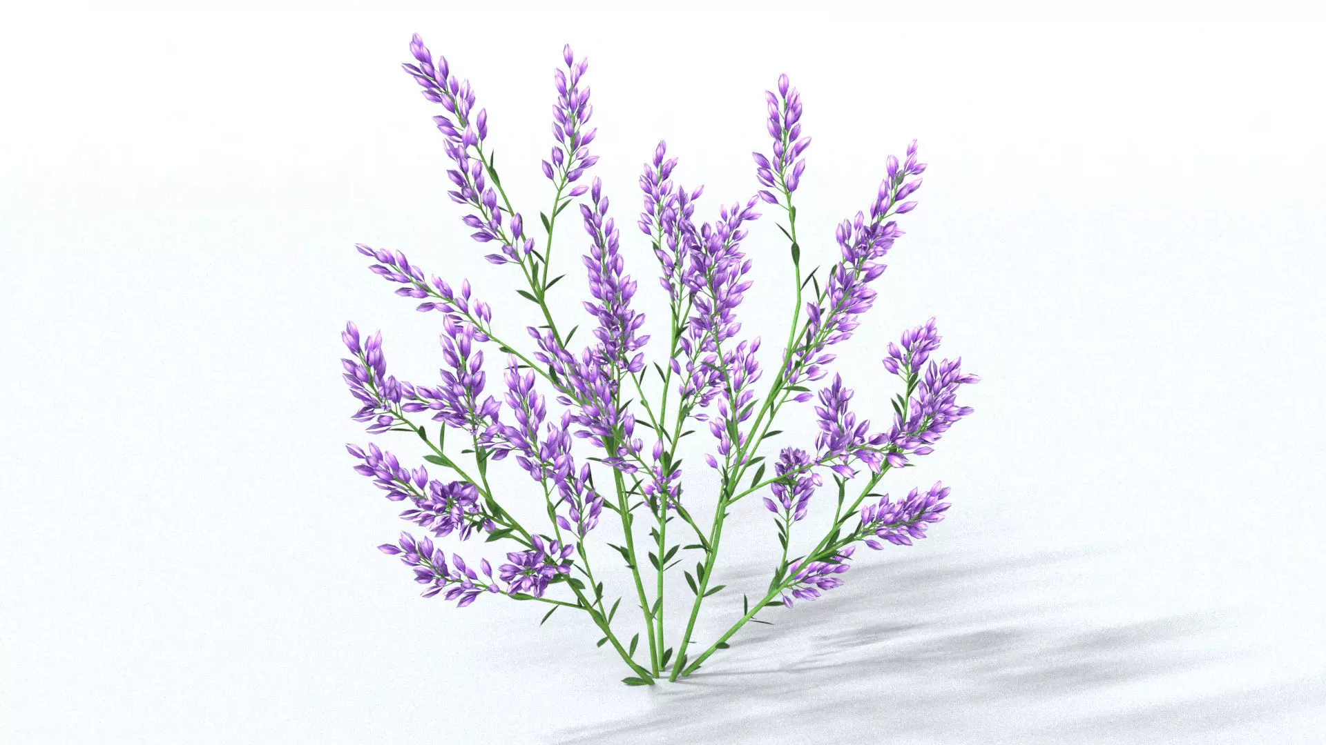 laos Lavender 3D model_3