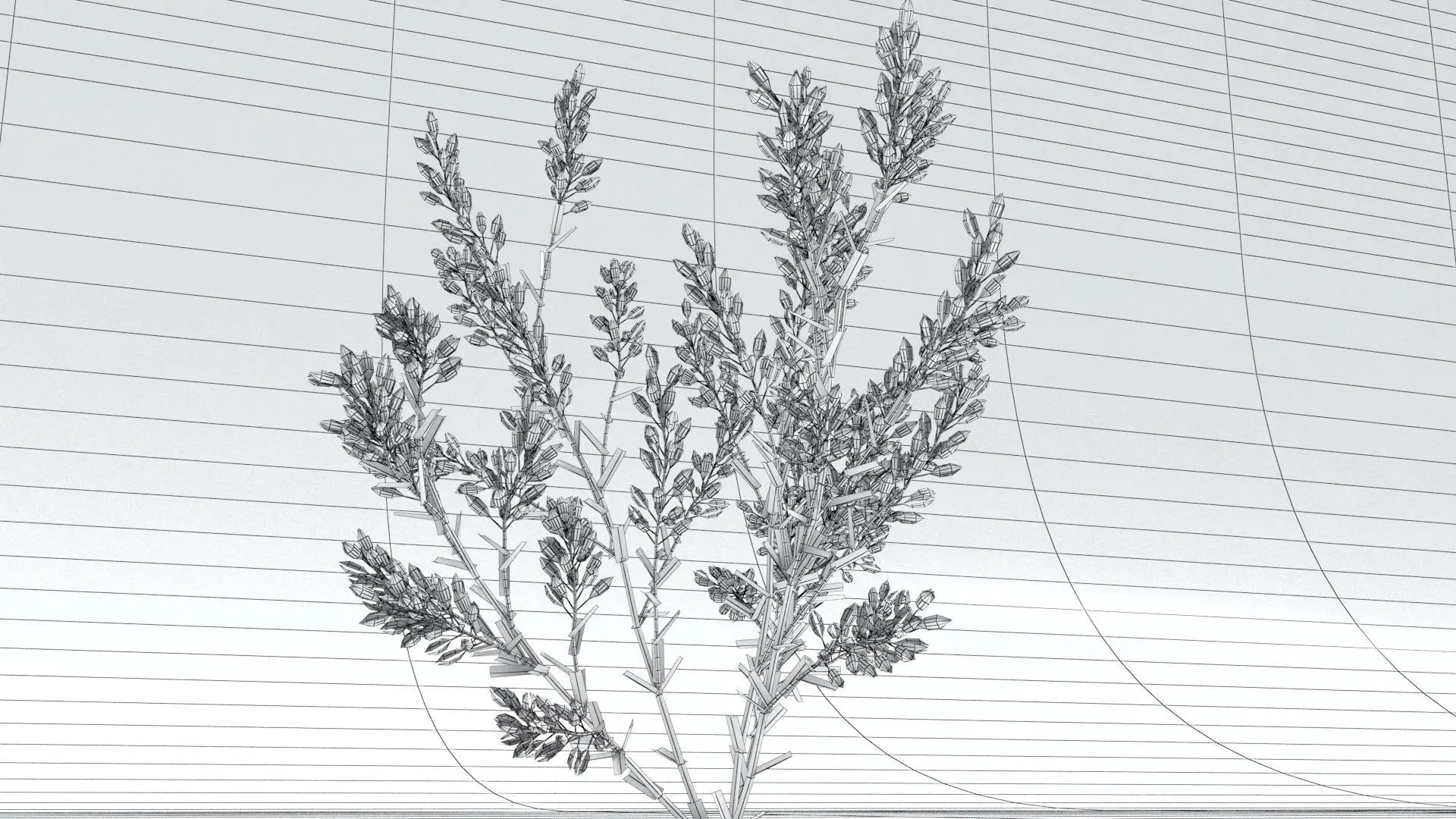 laos Lavender 3D model_9