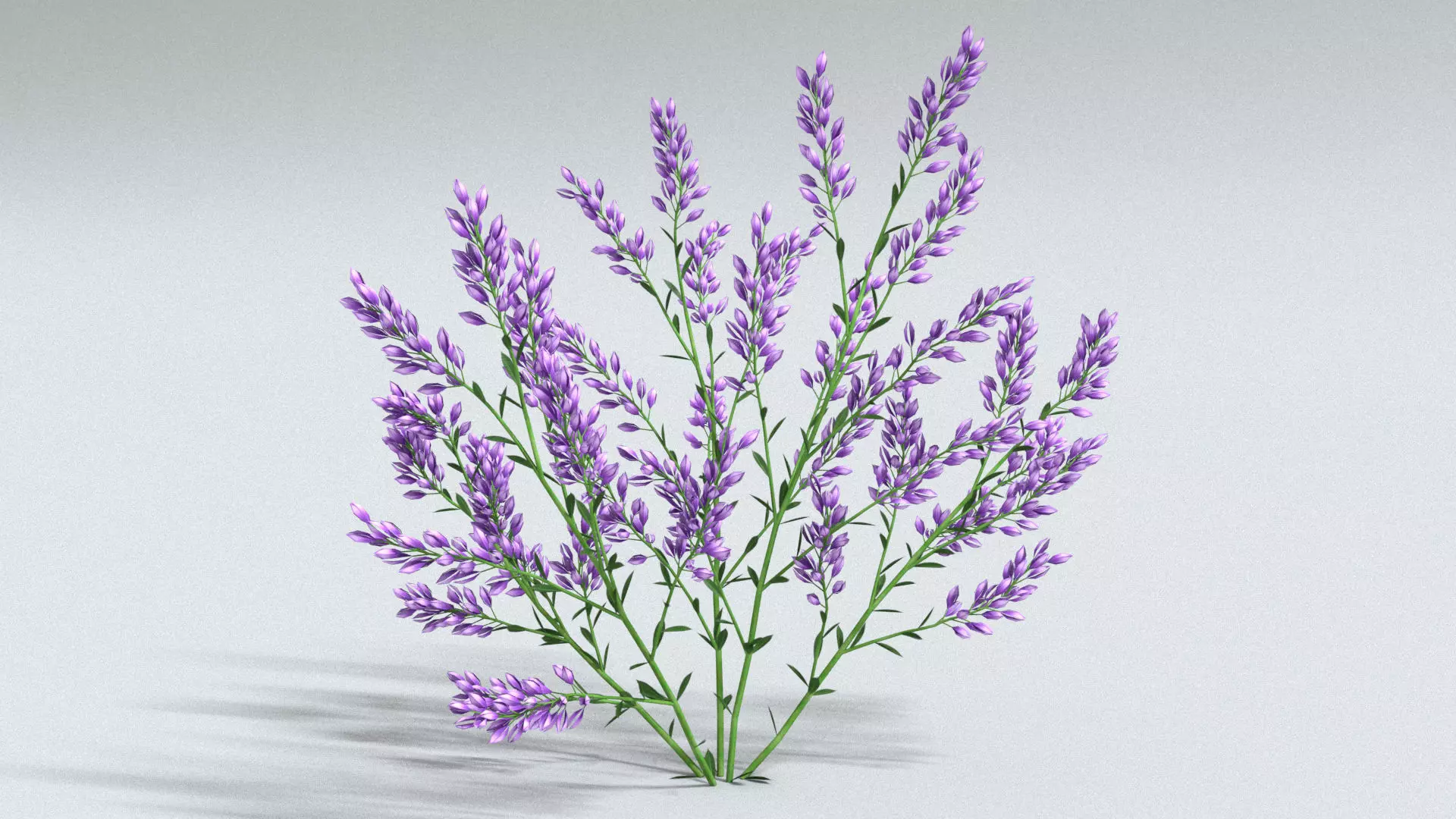 laos Lavender 3D model_2